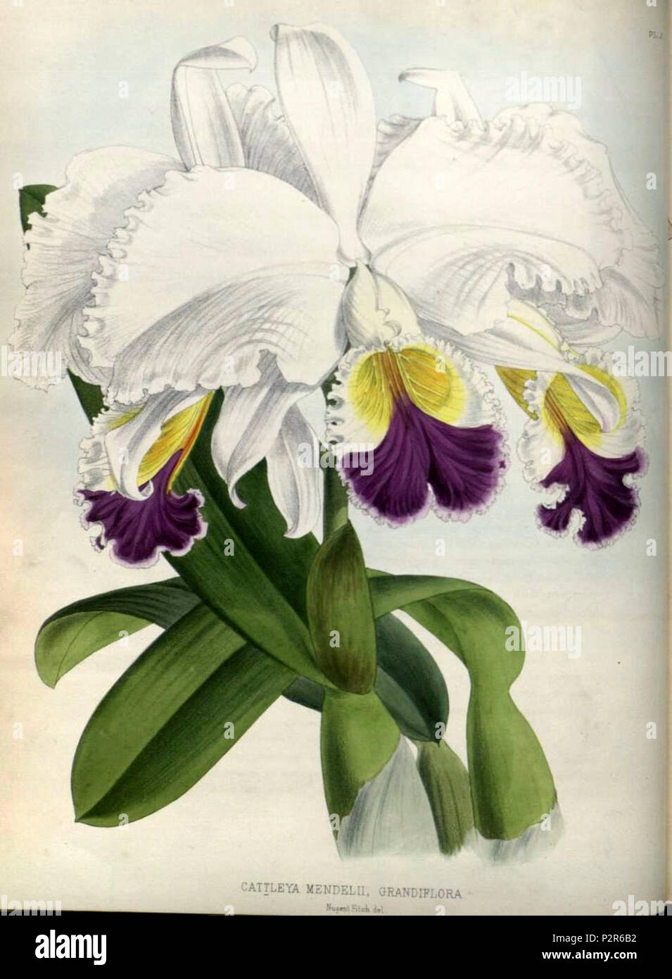(The Orchid Album Plate 003) Cattleya mendelii grandiflora. Stock Photo