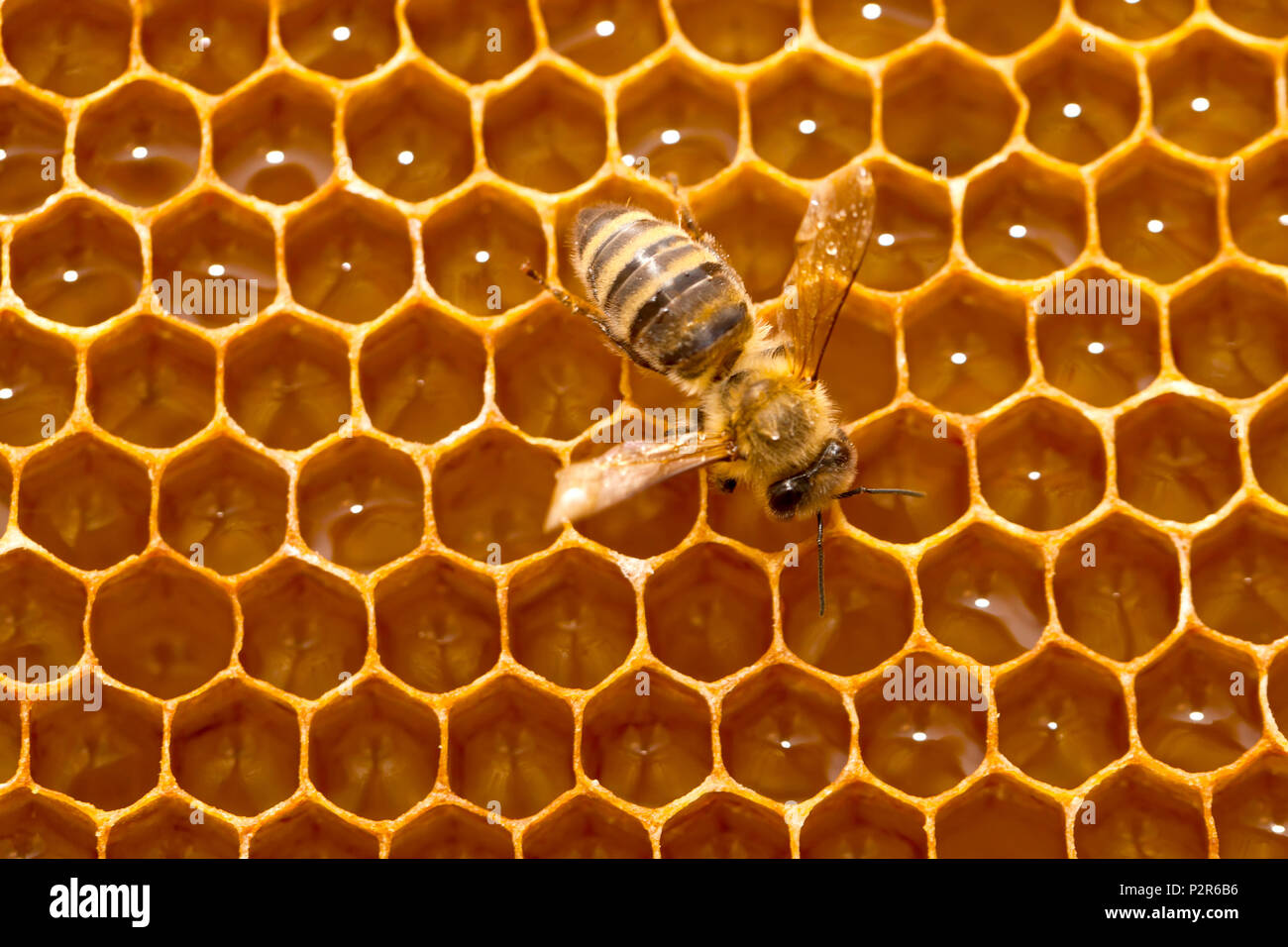 Close up picture of bee on a honeycomb filled with fresh acacia honey Stock Photo