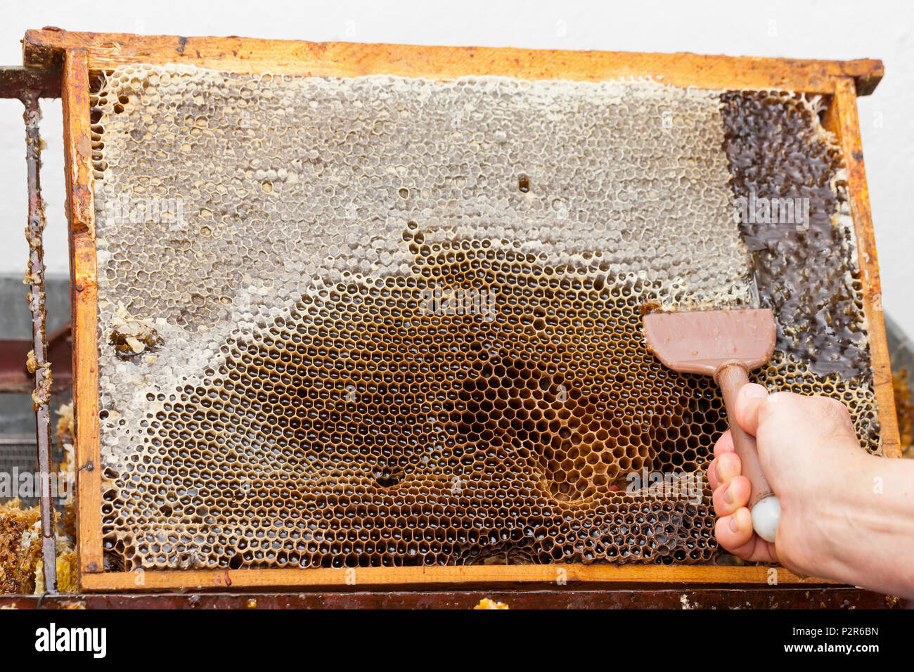 Close up picture of beekeeper harvesting fresh honey from