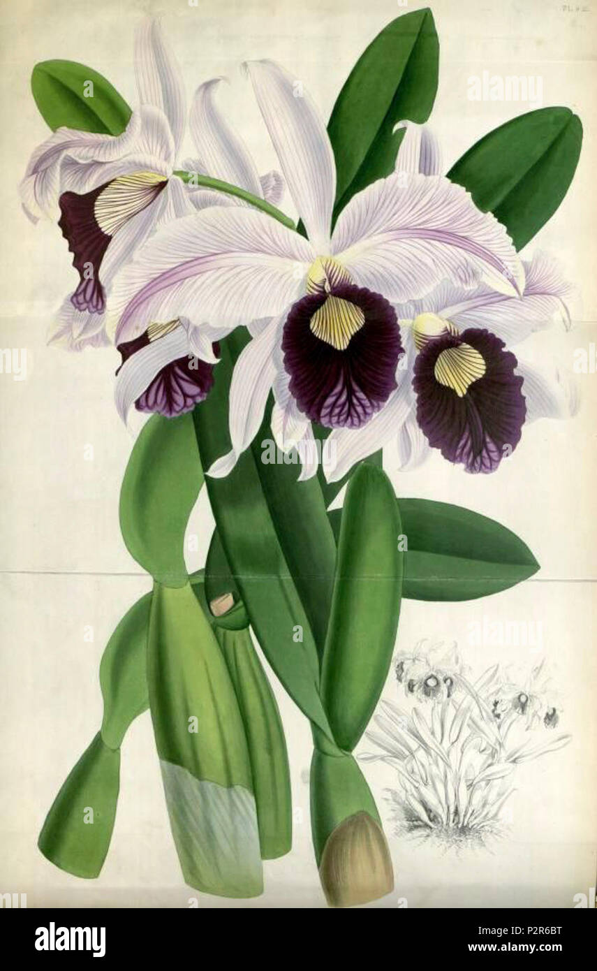 (The Orchid Album Plate 009) Laelia purpurata williamsii. Stock Photo