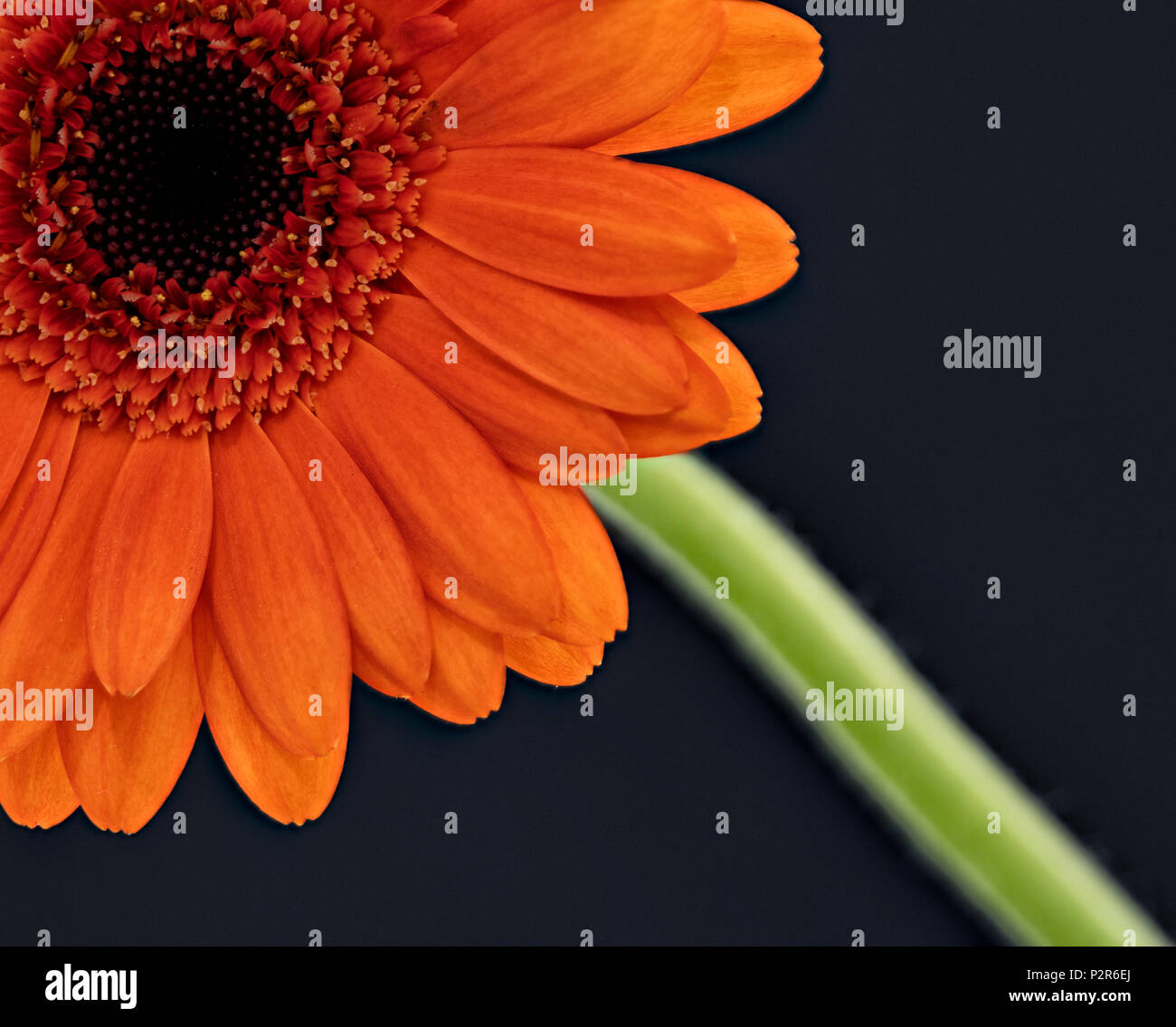 Close up of an orange Gerbera flower photographed against a black background Stock Photo