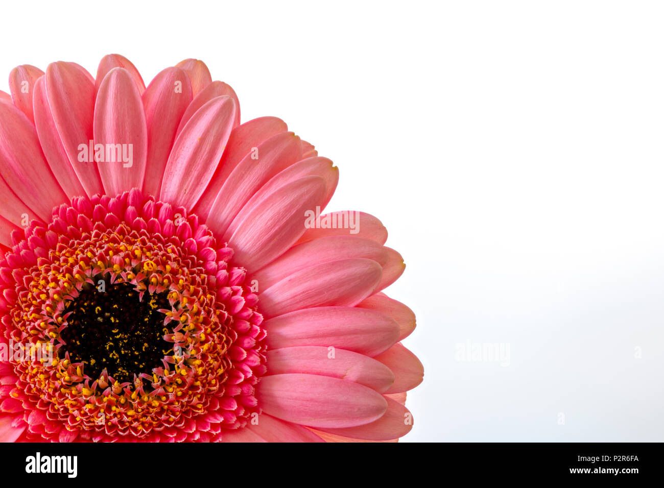 Close up of a pink Gerbera flower photographed against a white background Stock Photo