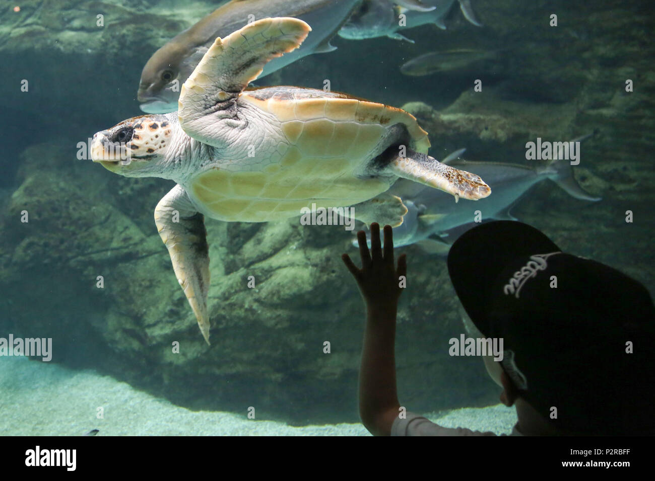 European aquariums hires stock photography and images Alamy