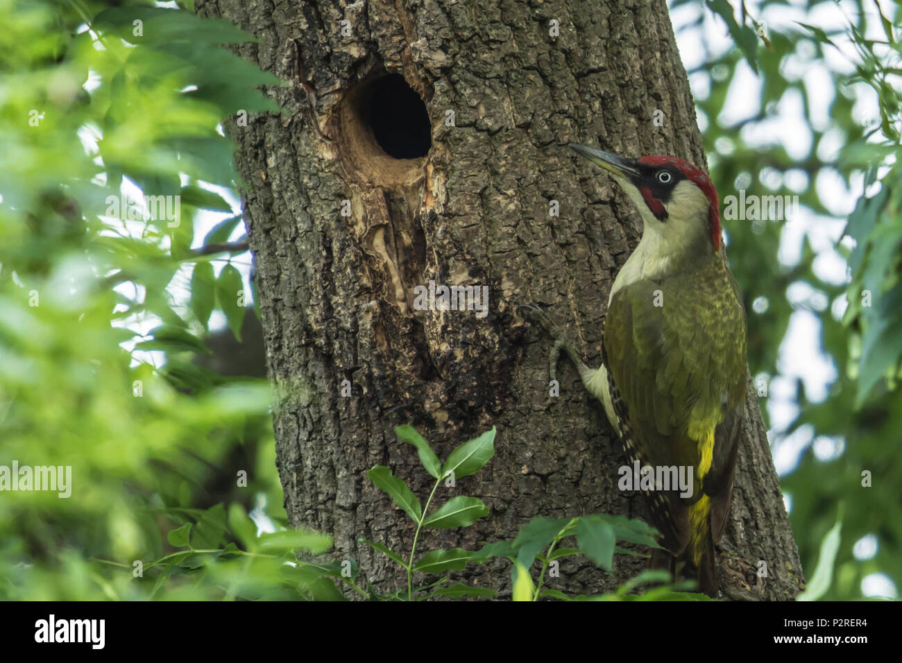 Green woodpecker uk nest hi-res stock photography and images - Alamy
