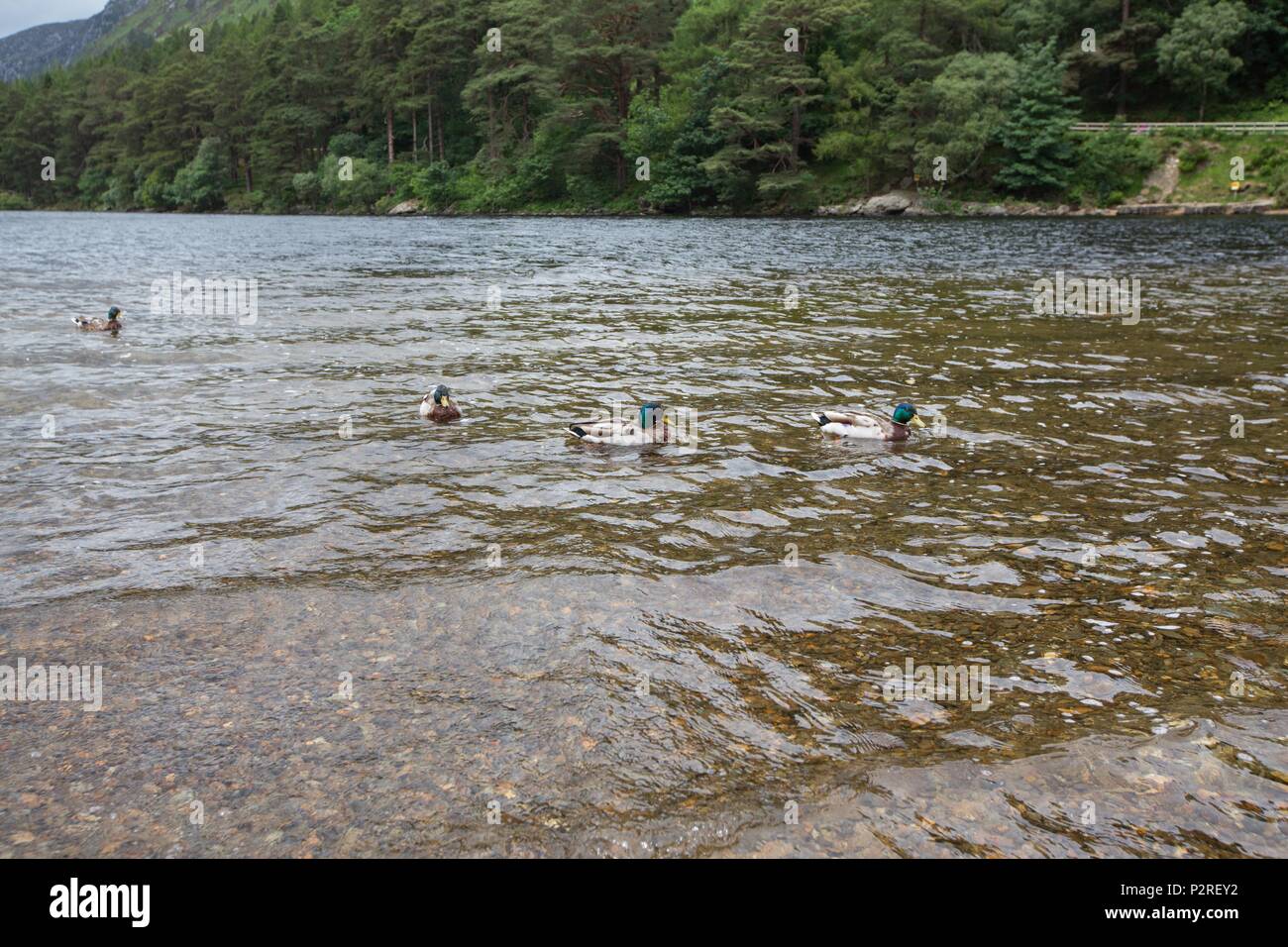 June 15, 2018 - Wicklow, Ireland - View of Glendalough Park in Wicklow, Ireland. The site housed a religious complex, built in the 8th century, which was attacked and destroyed by the Vikings and British. (Credit Image: © Paulo Lopes via ZUMA Wire) Stock Photo