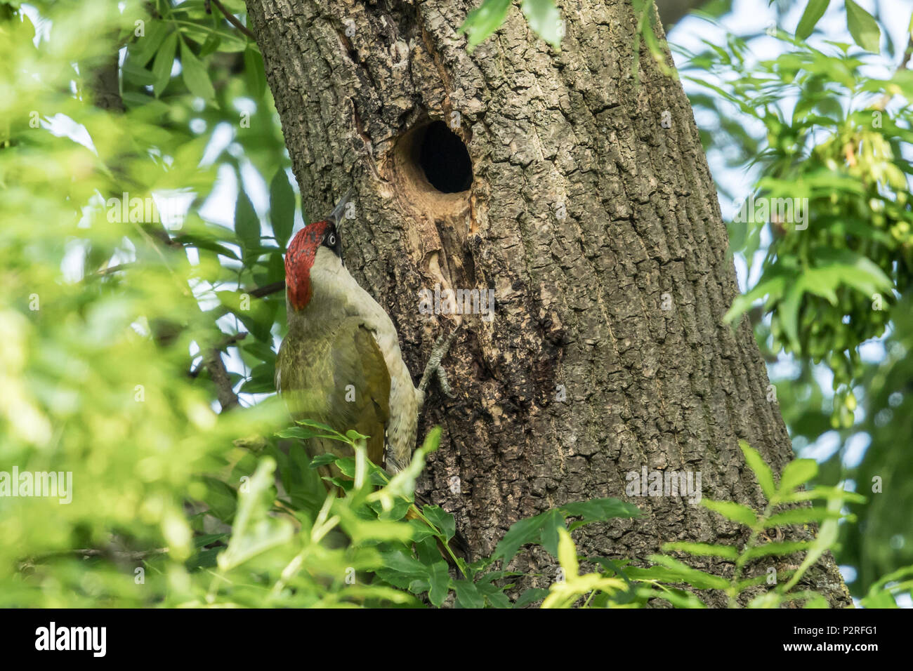 Green woodpecker uk nest hi-res stock photography and images - Alamy