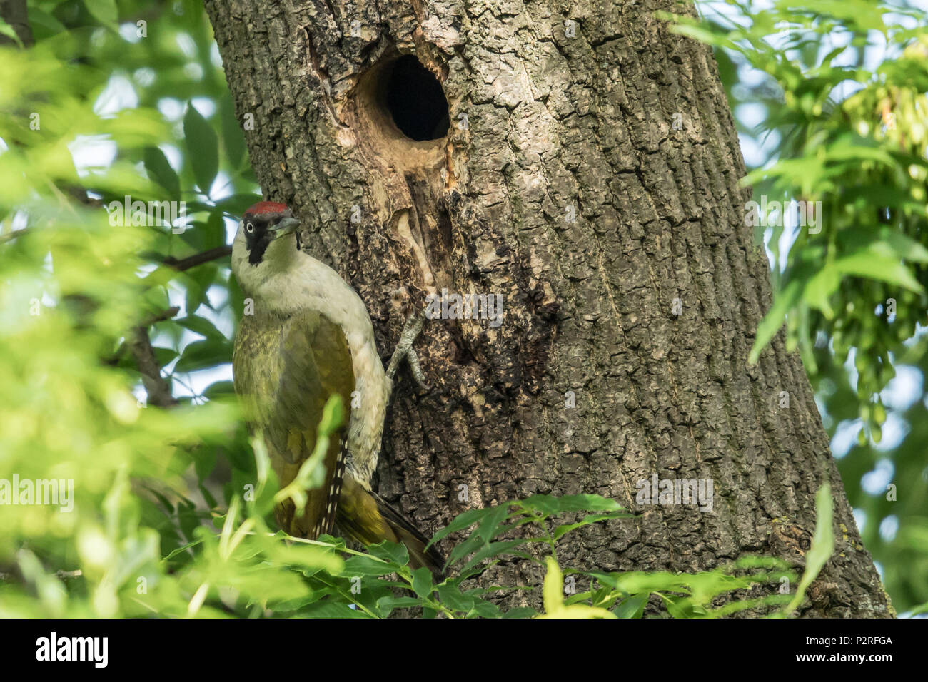 Green woodpecker uk nest hi-res stock photography and images - Alamy