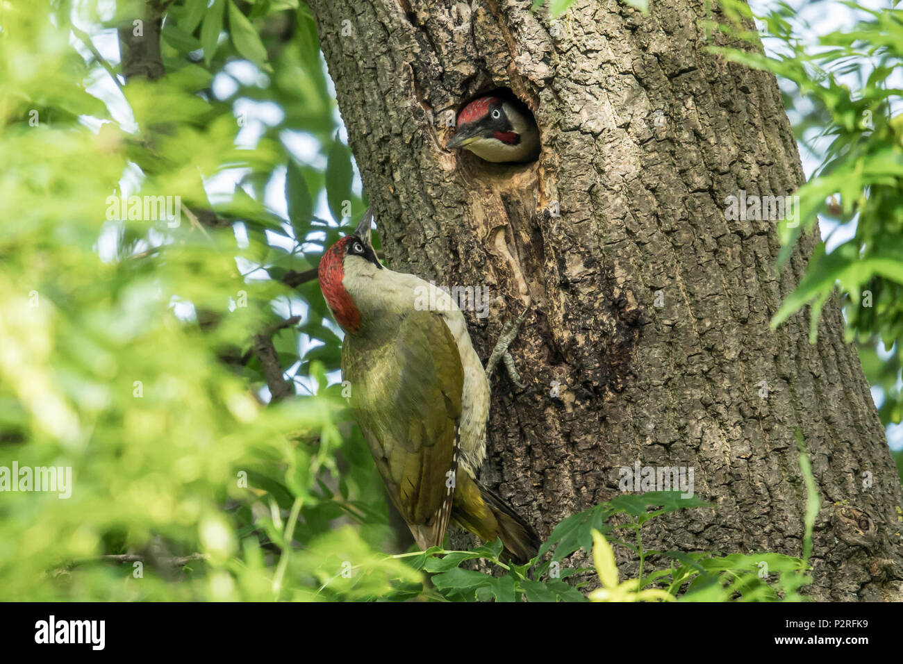 London, UK. 16 June, 2018. A pair of green woodpeckers at it's nest