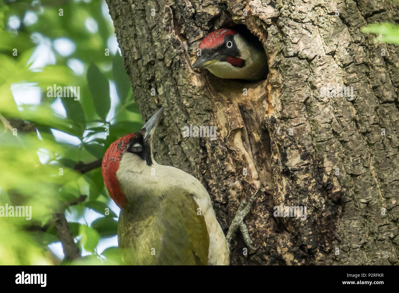 Green woodpecker uk nest hires stock photography and images Alamy