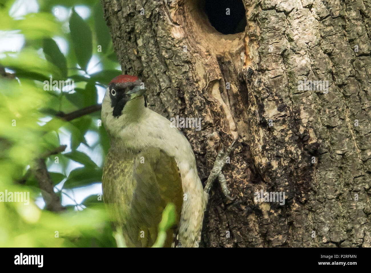Green woodpecker uk nest hi-res stock photography and images - Alamy