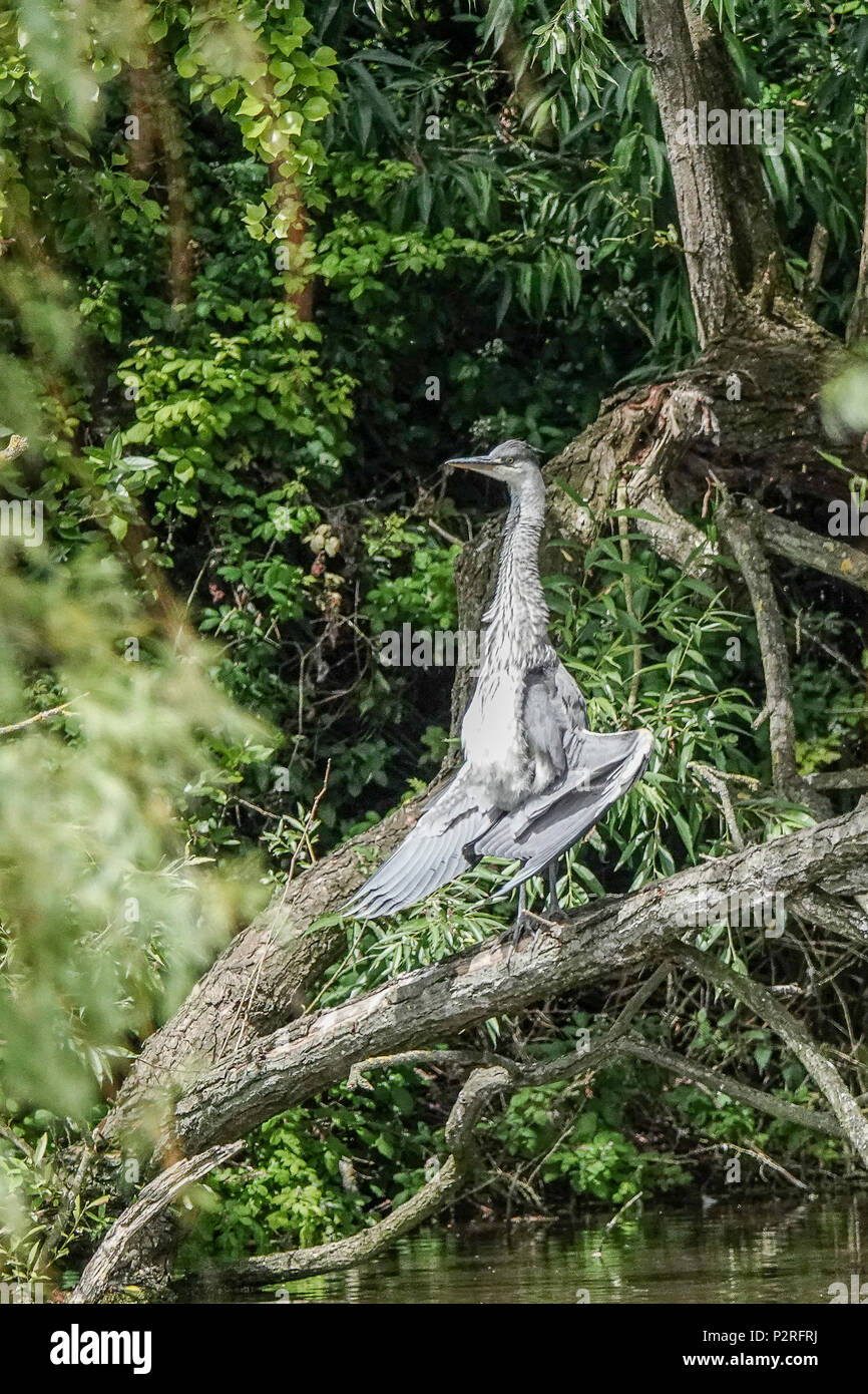Langstone Road, Havant. 16th June 2018. Cloudy and windy conditions along the south coast today