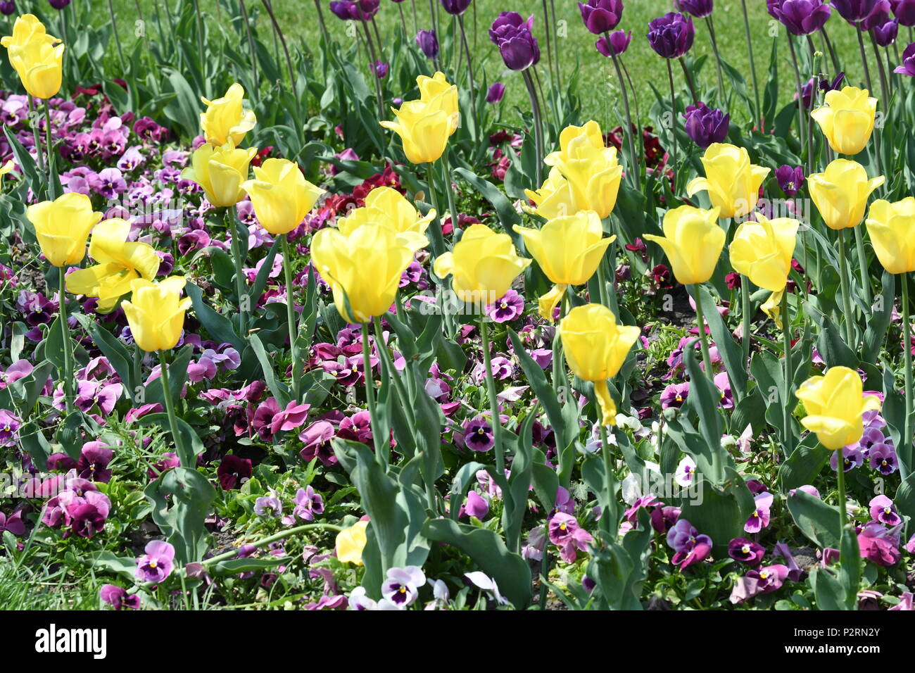 Top 10 beautiful flower hires stock photography and images Alamy