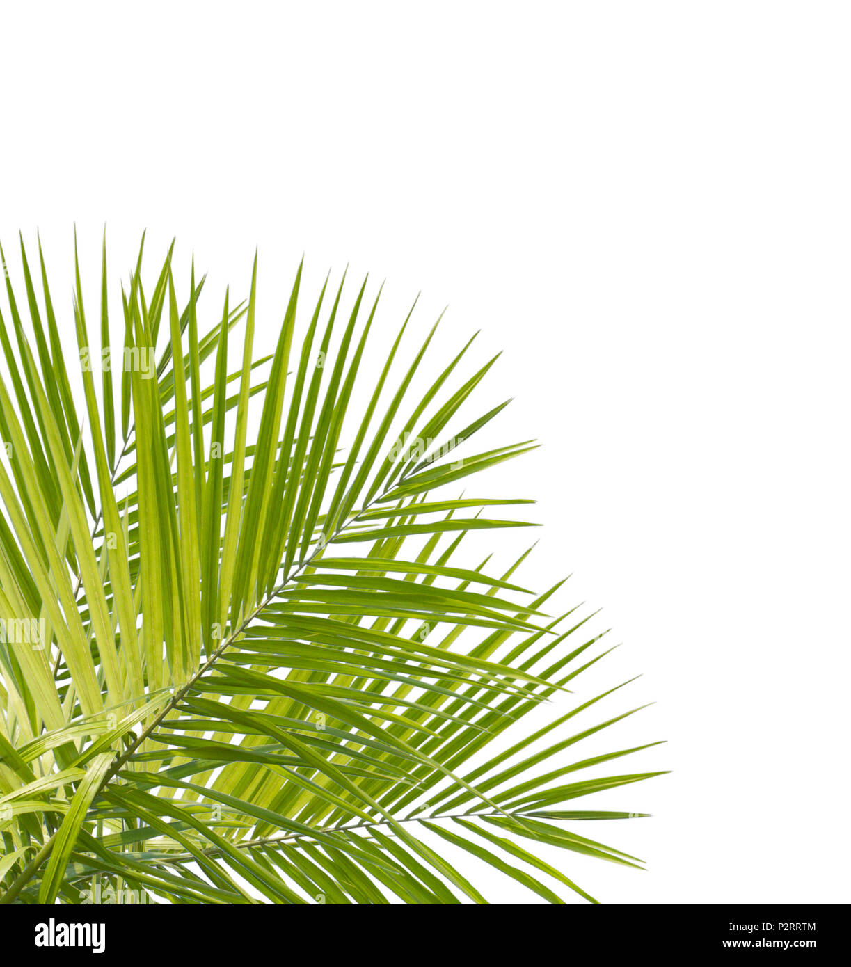 Green palm leaf isolated on white background Stock Photo - Alamy
