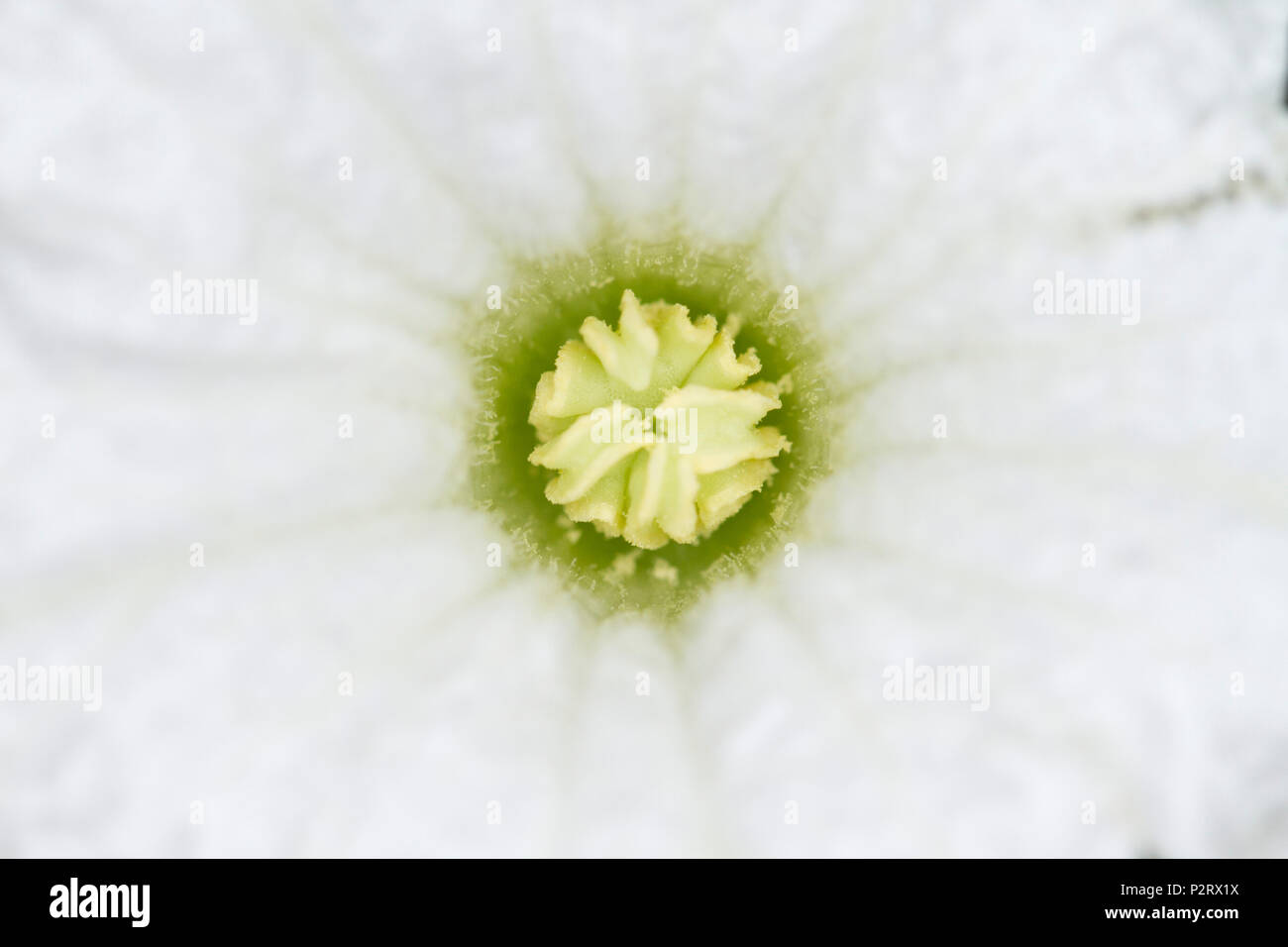 Coccinia grandis flower Stock Photo