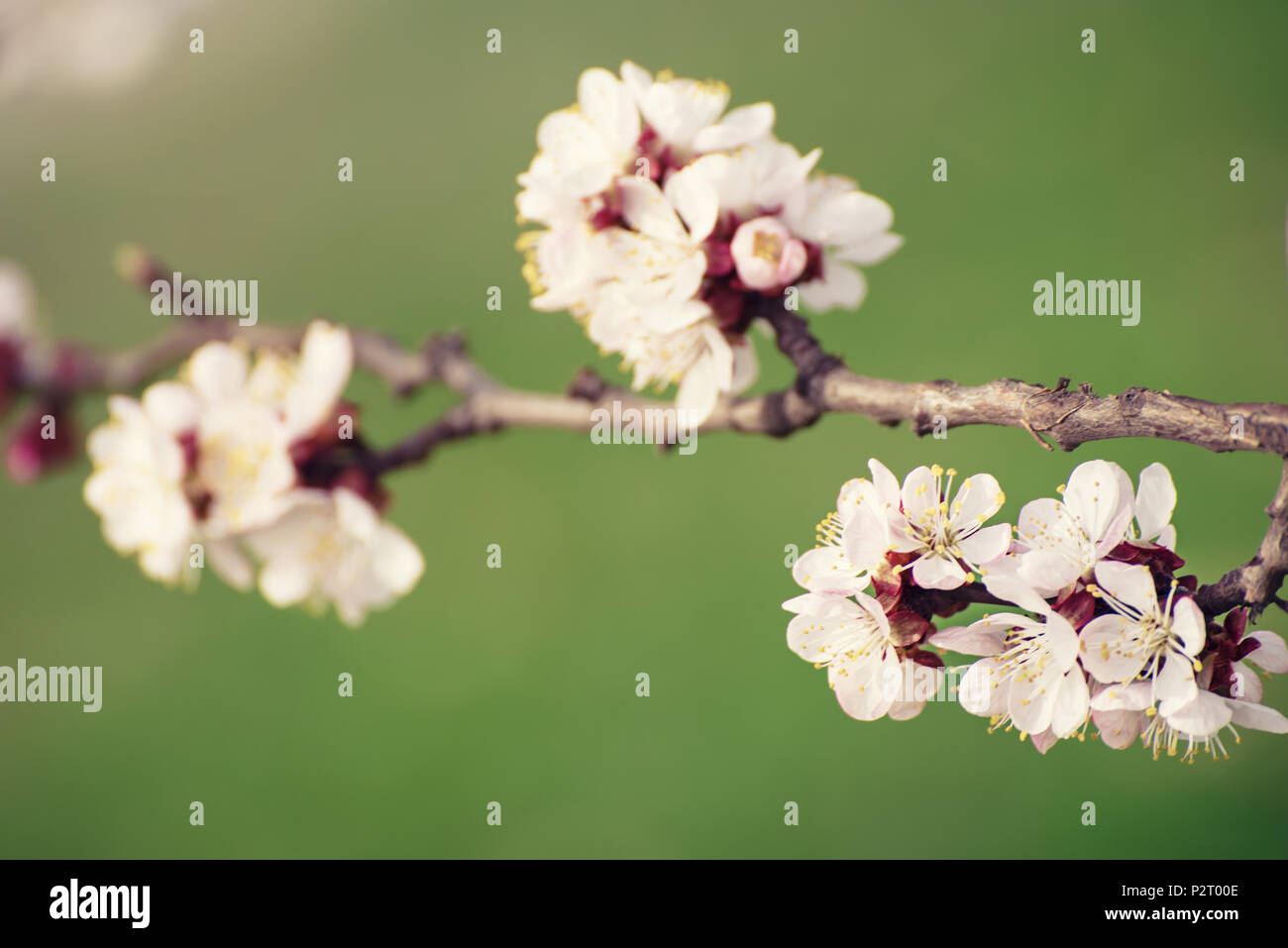 Blossoming of the apricot tree in spring time with white beautiful ...