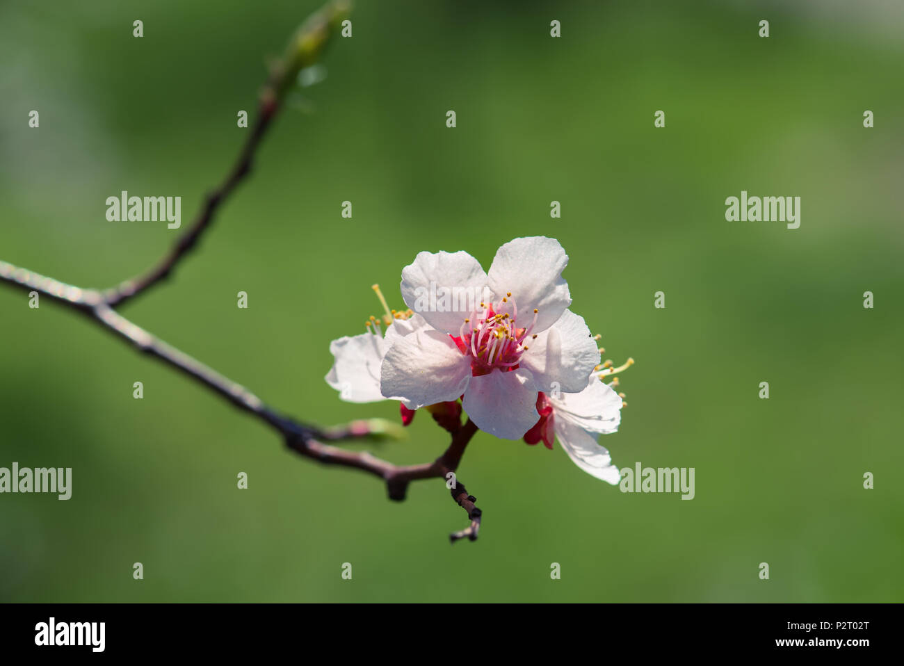 Blossoming of the apricot tree in spring time with white beautiful ...