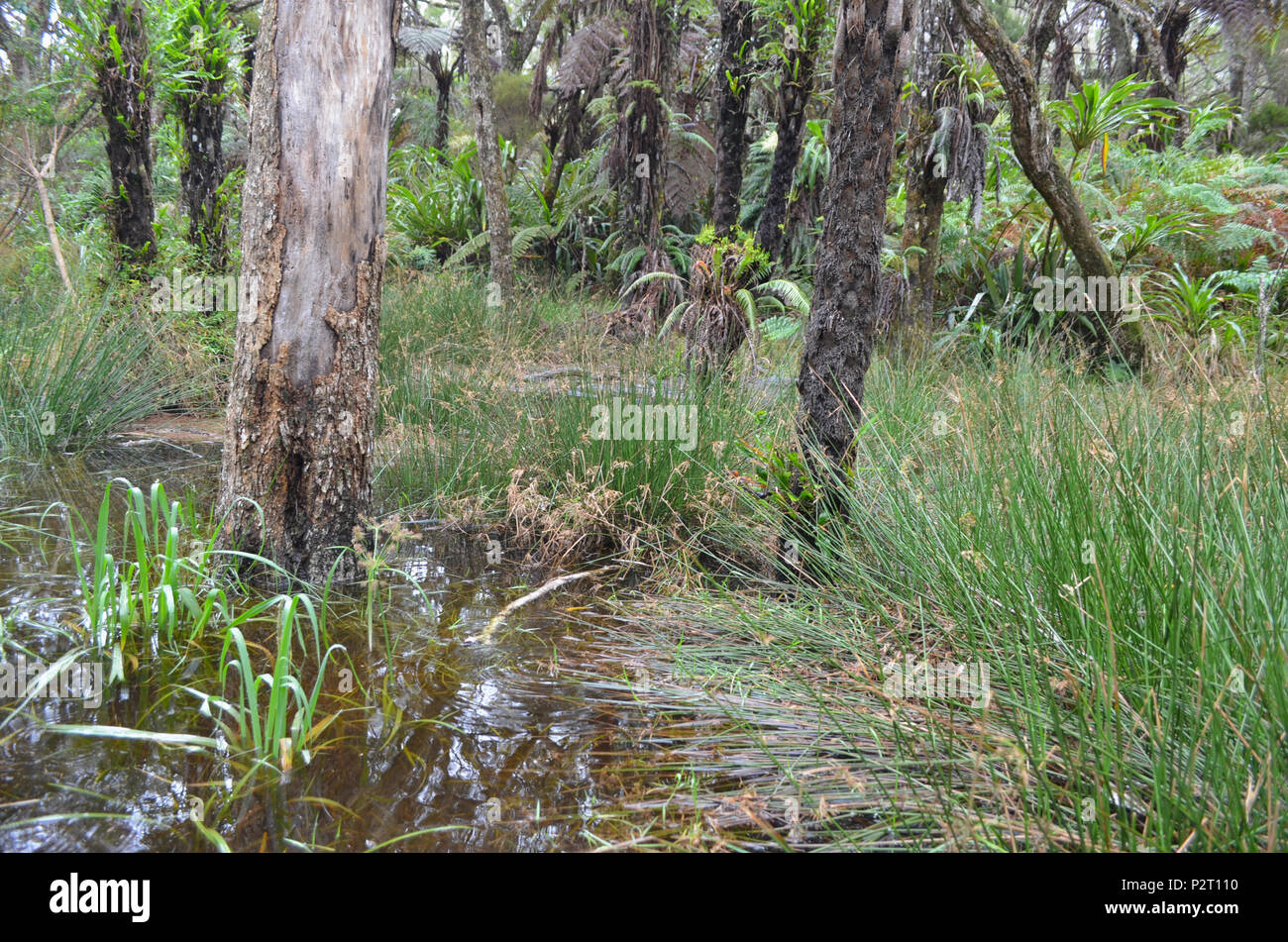 Cloud forests in Rèunion national park Stock Photo - Alamy