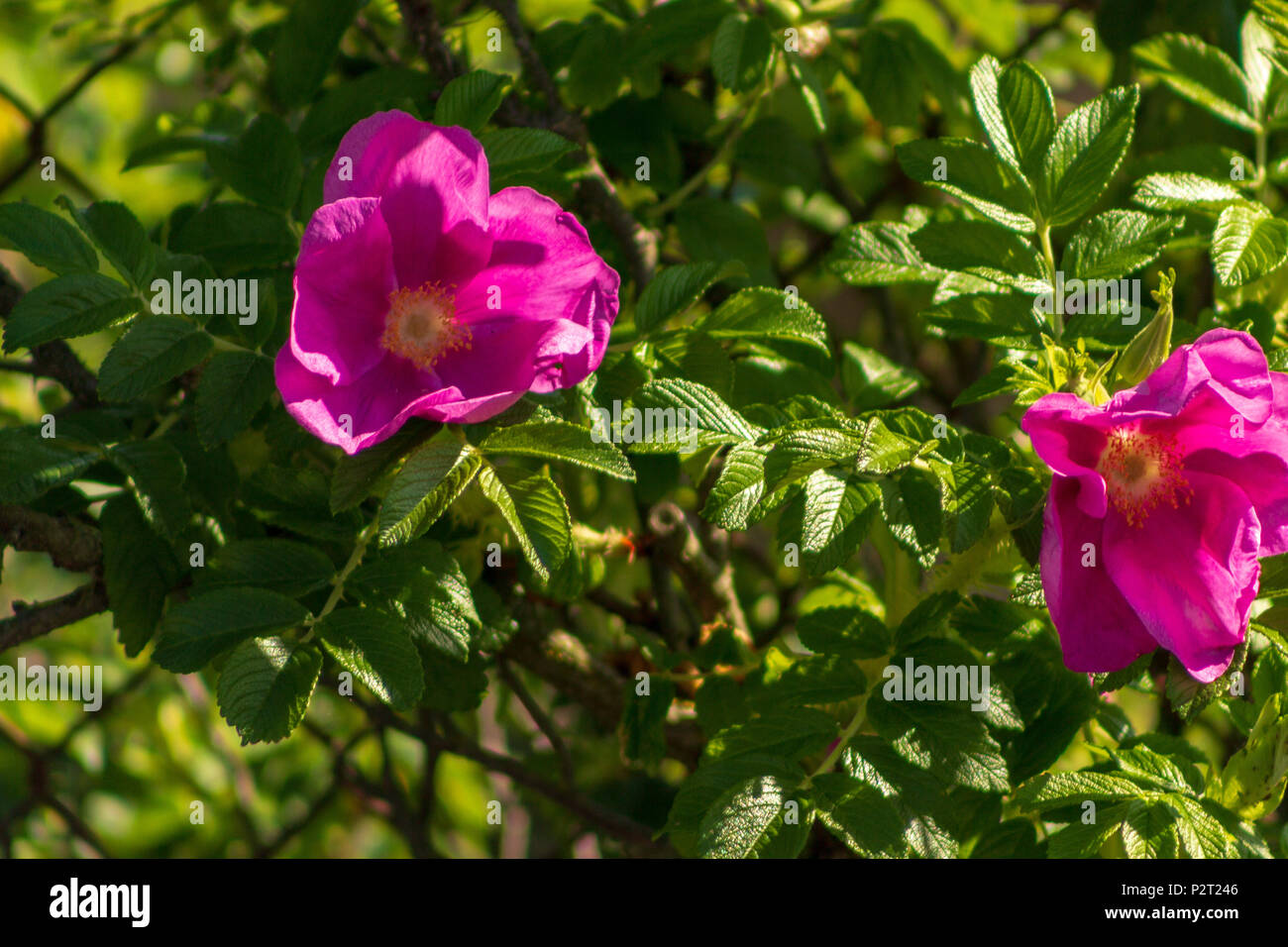 Blossoms of a rugosa rose stand out amid the green foliage. Stock Photo