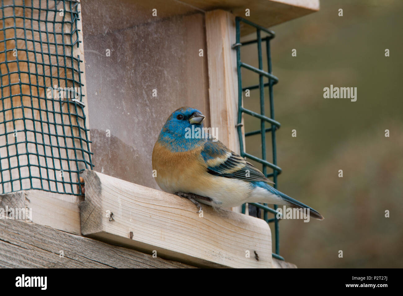 Beautiful male Lazuli bunting (Passerina amoena) on a bird feeder.  Frequent feeder visitors, Lazuli like sunflower, millet, and thistle seed. Stock Photo