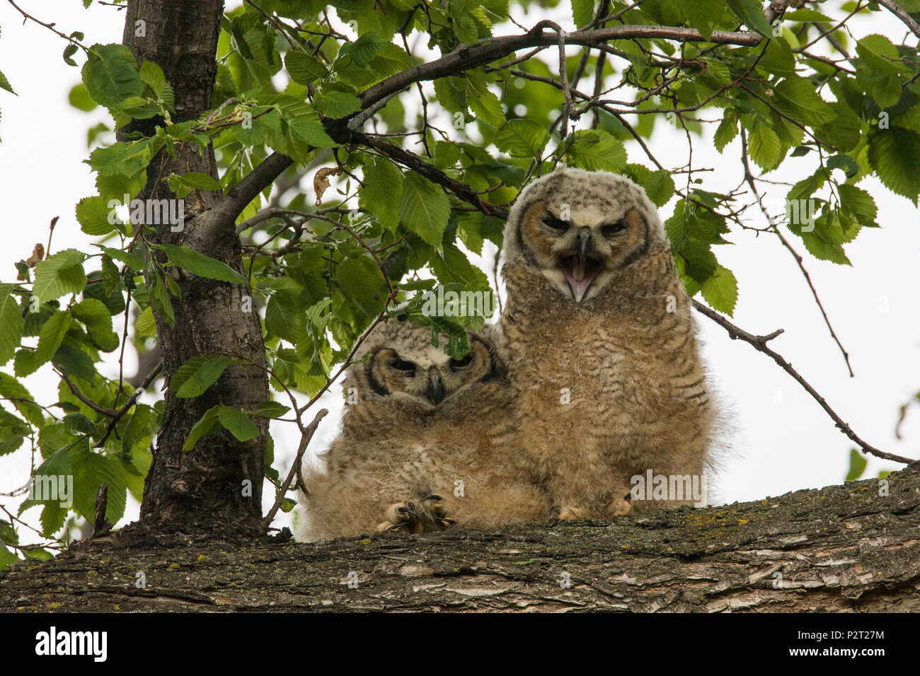 A great horned owlet (Bubo virginianus) shows its gape with a wide mouthed yawn by dozing sibling. Owlets start branching from nest at 5 weeks. Stock Photo