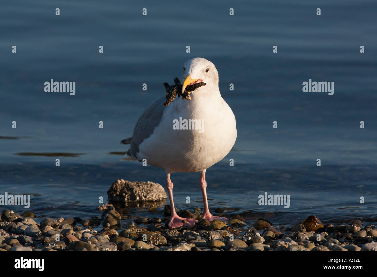Glaucous-winged gull (Larus glaucescens) picks up a starfish with its beak. Stock Photo