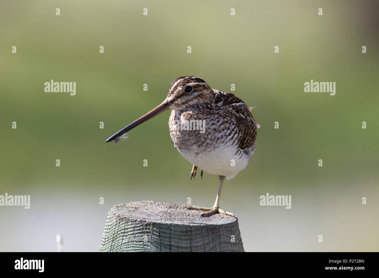 A Wilson's snipe (Gallinago delicata) demonstrates a balancing act as it stands on one leg on a post. Stock Photo