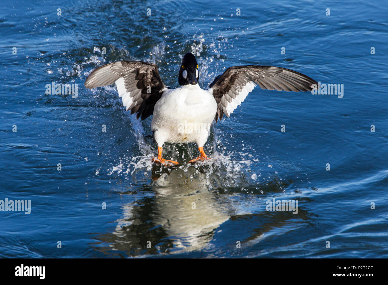 Splash down! Diving ducks, like this common goldeneye (Bucephala clangula) skidding to a stop, need space for both taking off and landing. Stock Photo