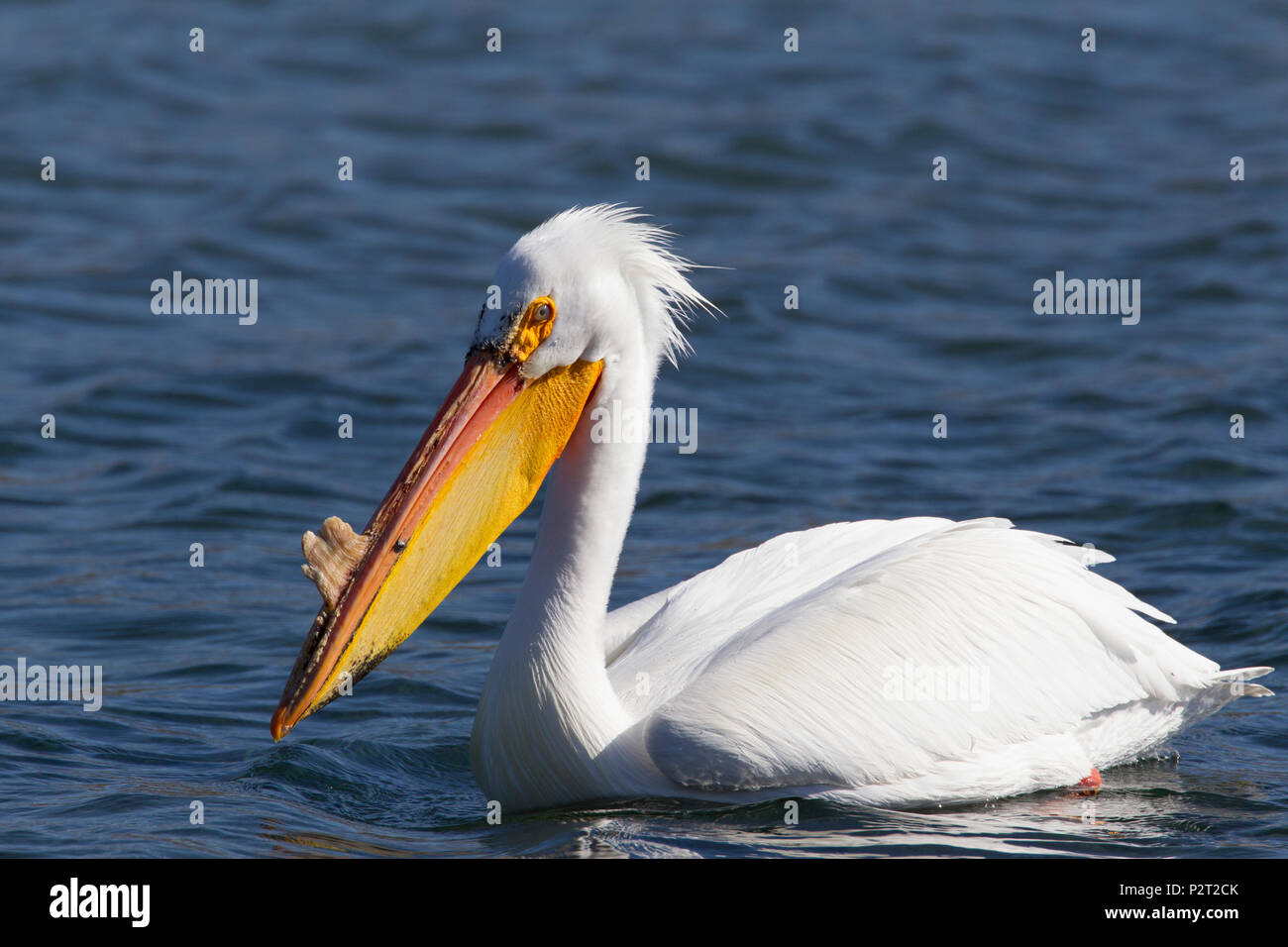 American white pelican (Pelecanus erythrorhyncos)  swims in Missouri River. 'Horn' is breeding season adornment. Stock Photo