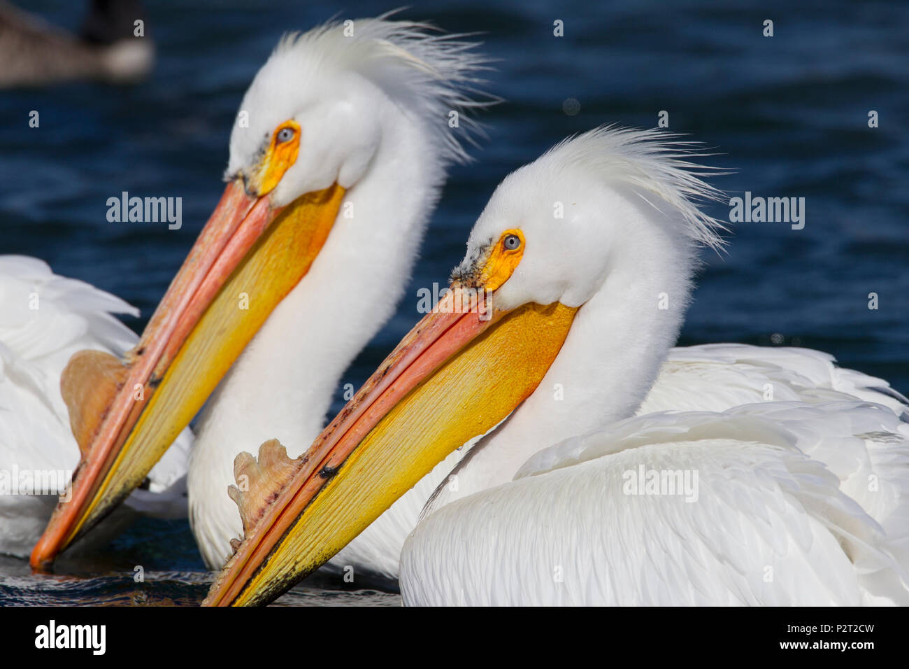 Two American white pelicans (Pelecanus erythrorhyncos) huddle together. Stock Photo