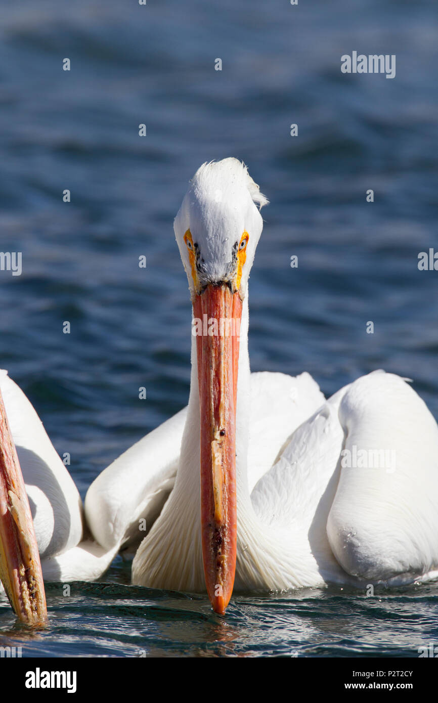 American white pelican (Pelecanus erythrorhyncos) peers intently at the water as it searches for fish. Stock Photo