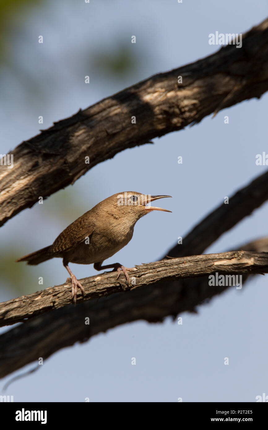 Adult male house wren (Troglodytes aedon) lets everyone know it claims its territory as it loudly yaks from its tree perch, Fort Benton, MT. Stock Photo