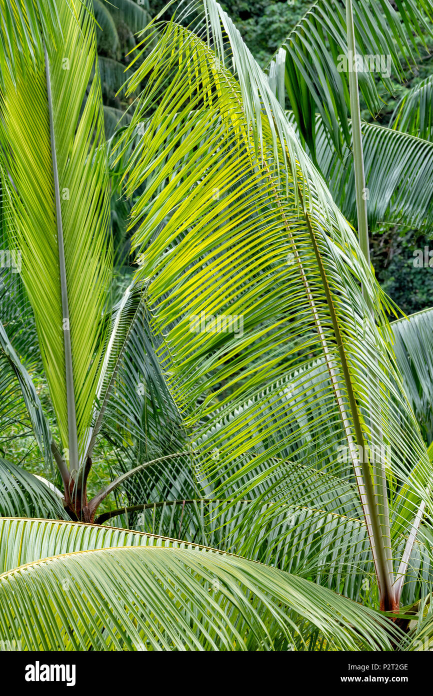Close up of palm tree fronds in a rain forest on Borneo; Malaysia Stock Photo