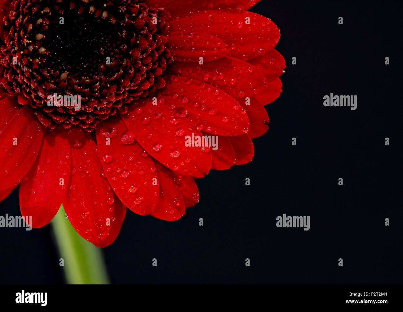 Dew covered red Gerbera flower photographed against a black background Stock Photo