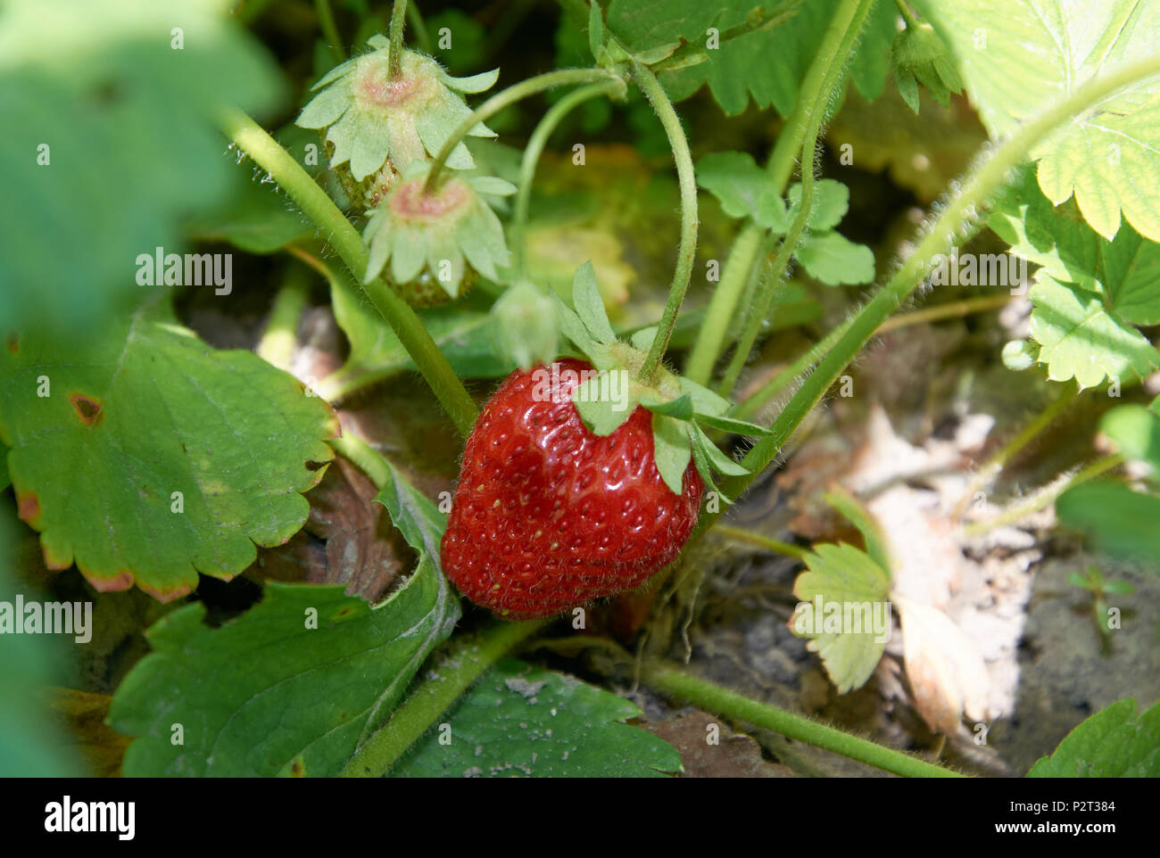 Bush of strawberry with red juicy berry Stock Photo Alamy