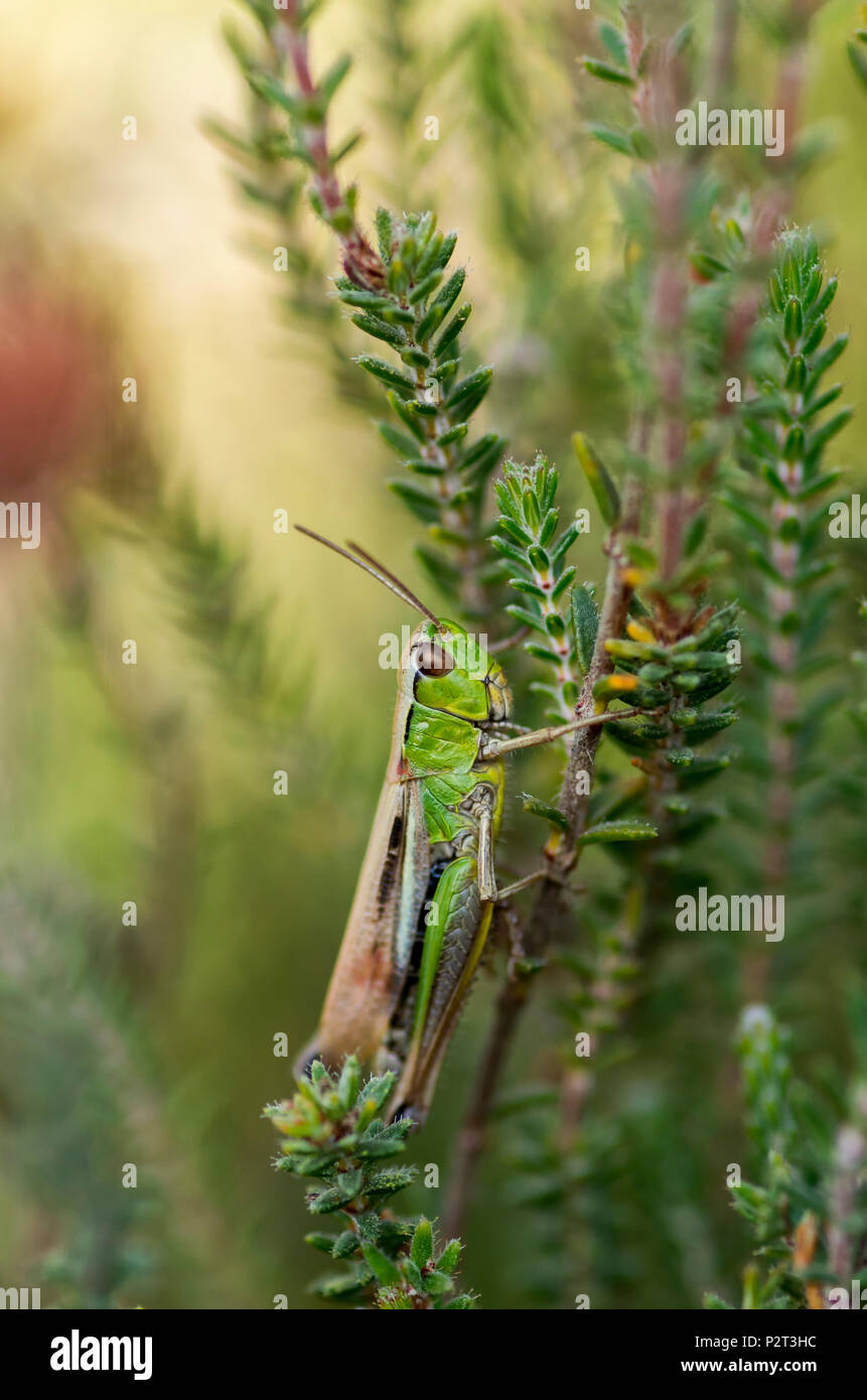 Meadow Grasshopper clinging to Ling Heather Stock Photo