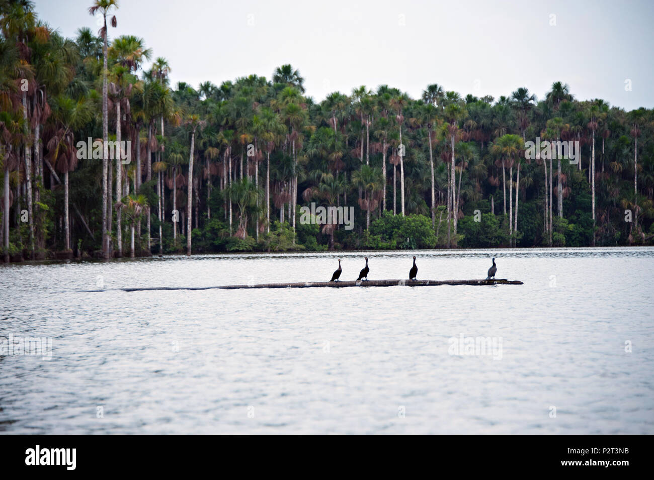 Sandoval Lake , Peru, South America Stock Photo - Alamy