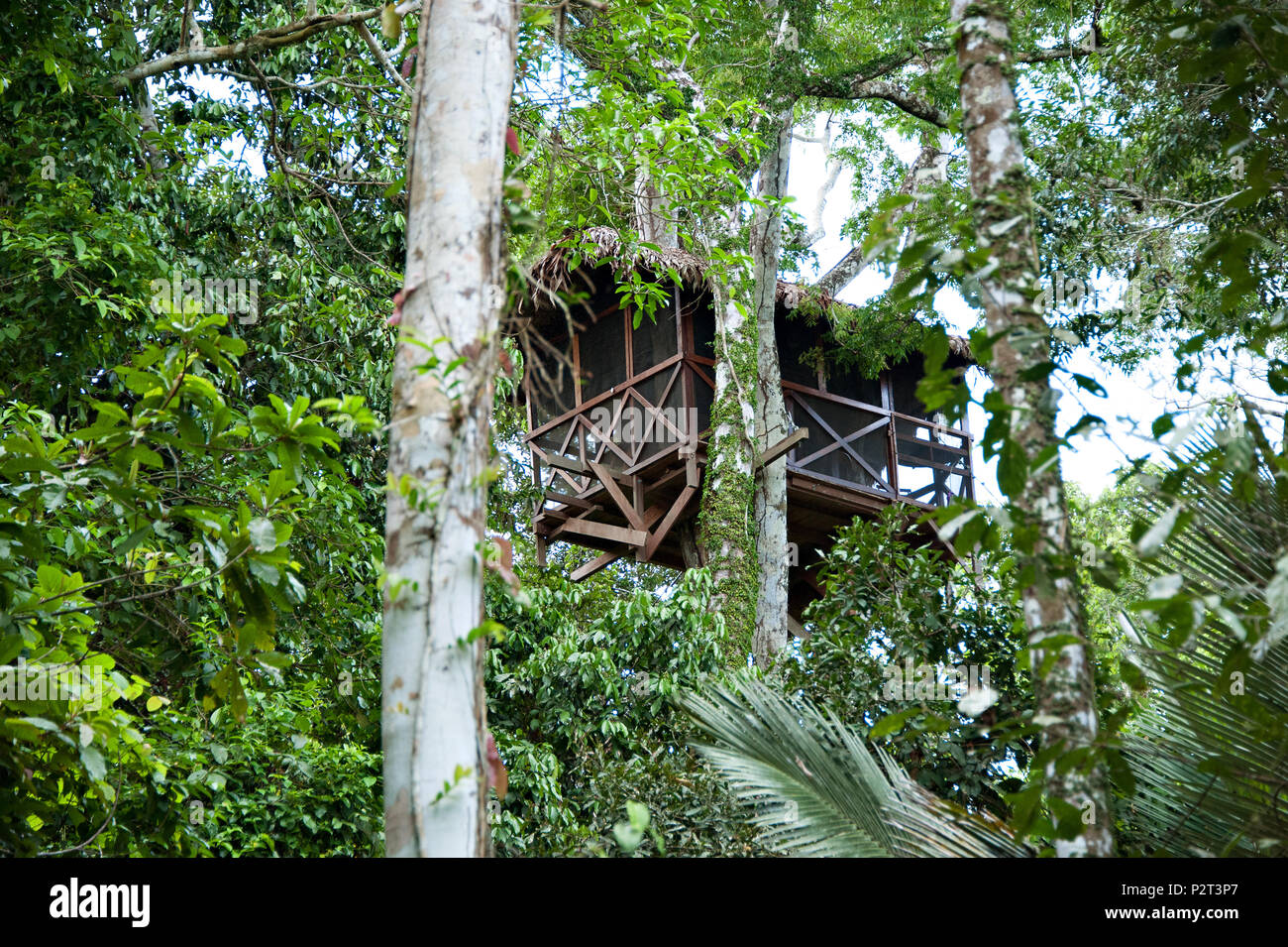 A rain forest canopy walkway in the Amazon forest tambopata national