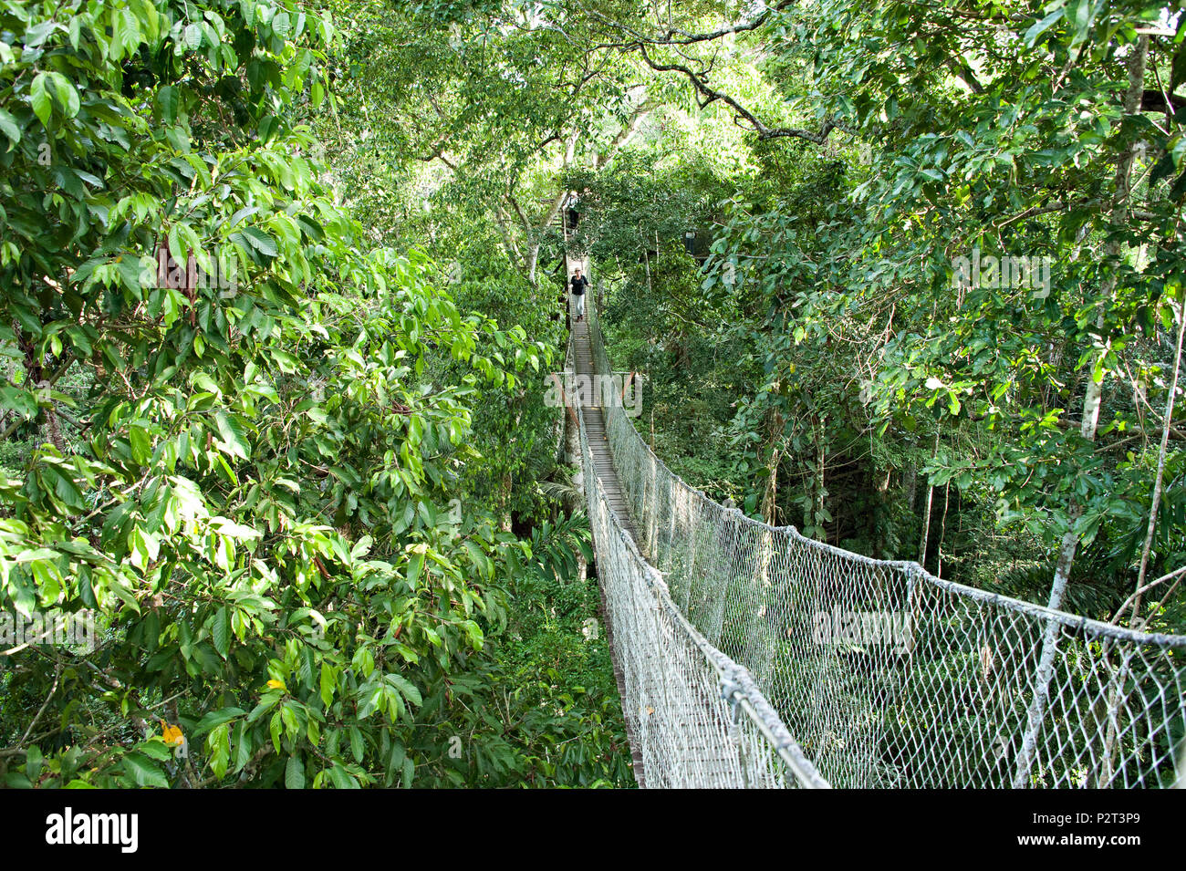 A rain forest canopy walkway in the Amazon forest tambopata national