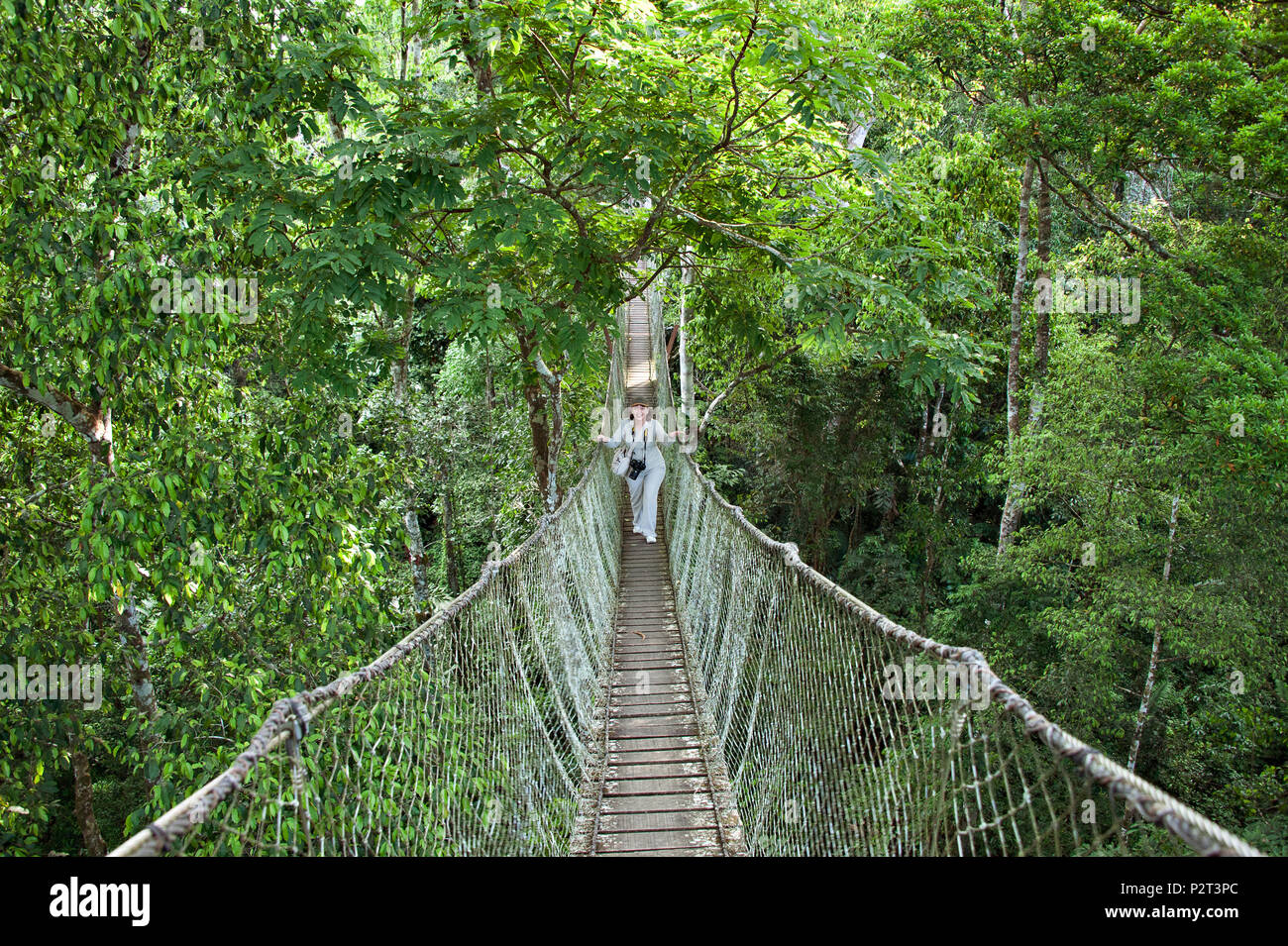 A rain forest canopy walkway in the Amazon forest tambopata national