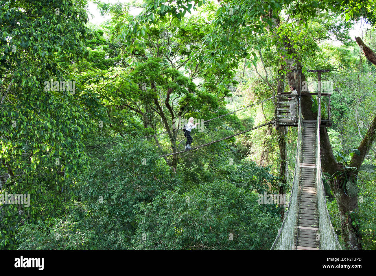 A rain forest canopy walkway in the Amazon forest tambopata national park, at the Inkaterra