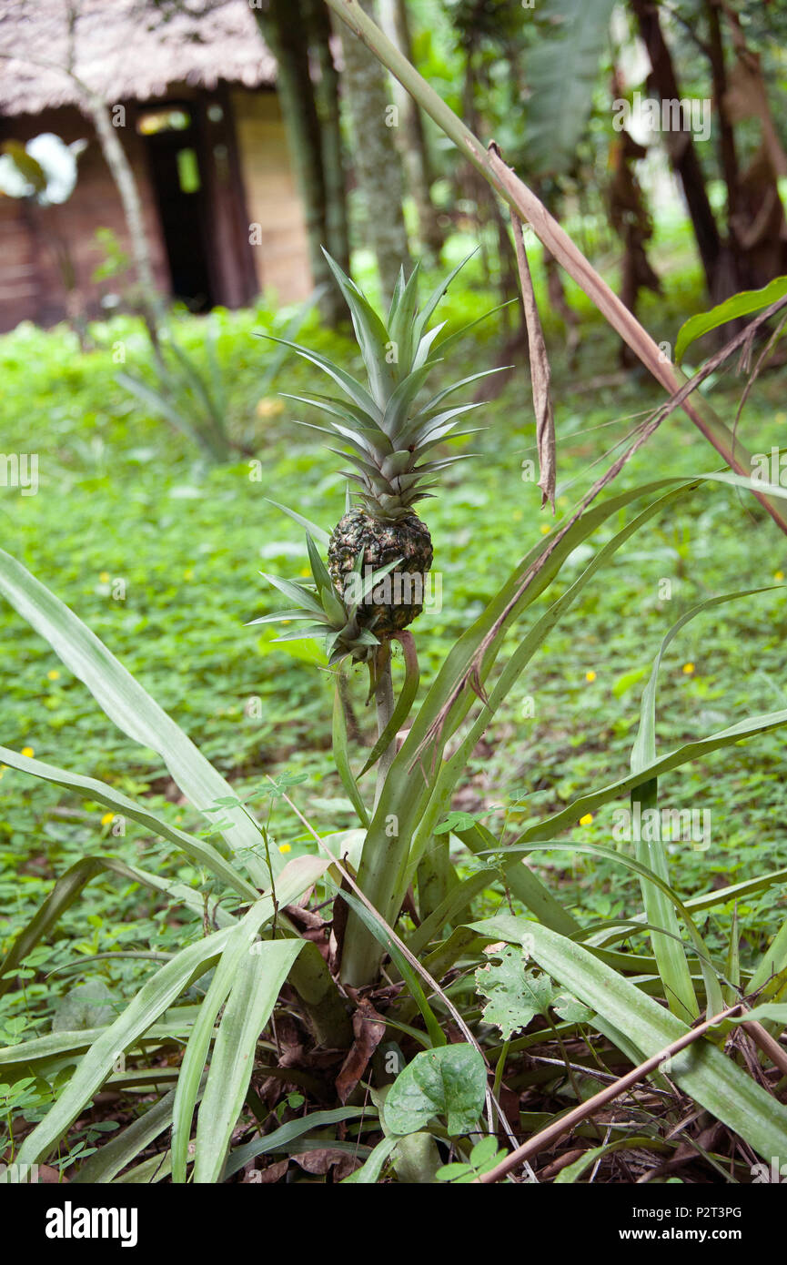 pineapples growing in the amazon rain forest Stock Photo Alamy