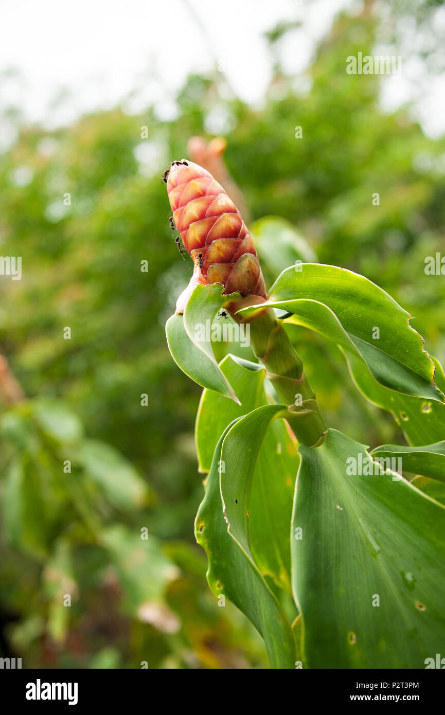 An amazon plantation with bromeliads and other amazonian flowers Stock