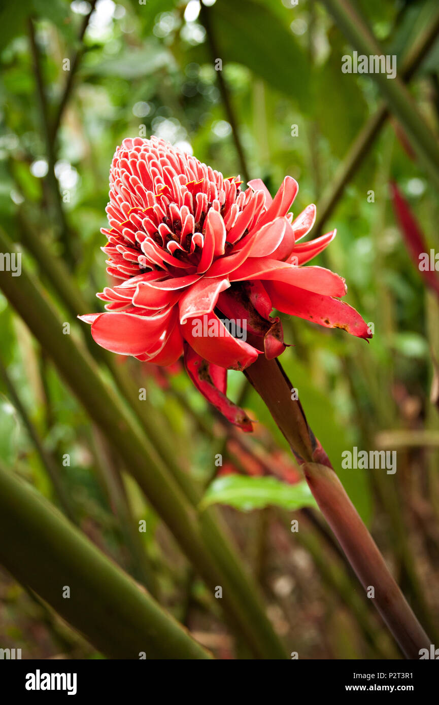 An amazon plantation with bromeliads and other amazonian flowers Stock Photo