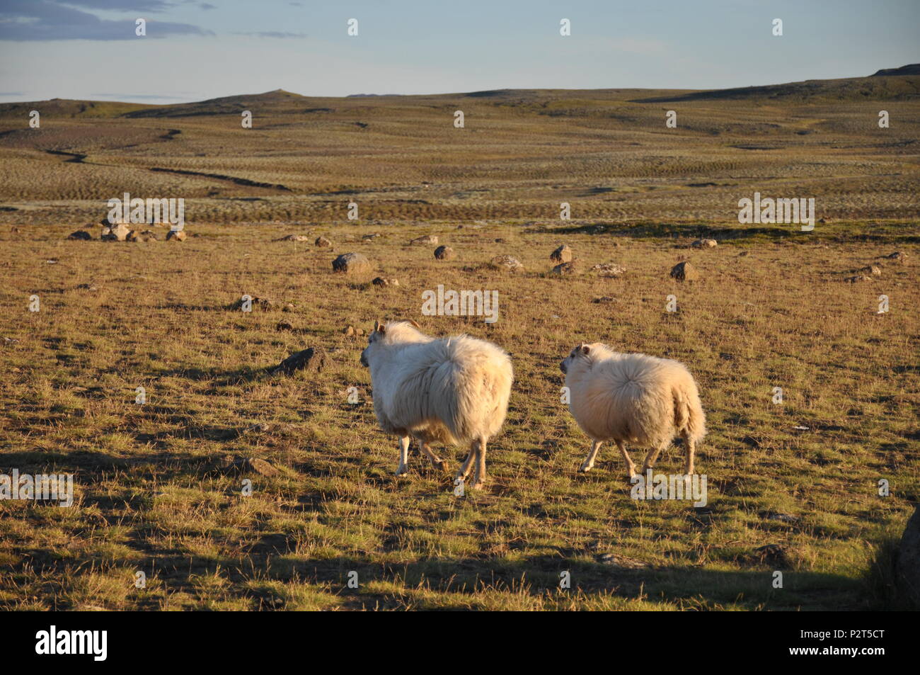 Icelandic sheep in nature, Iceland Stock Photo