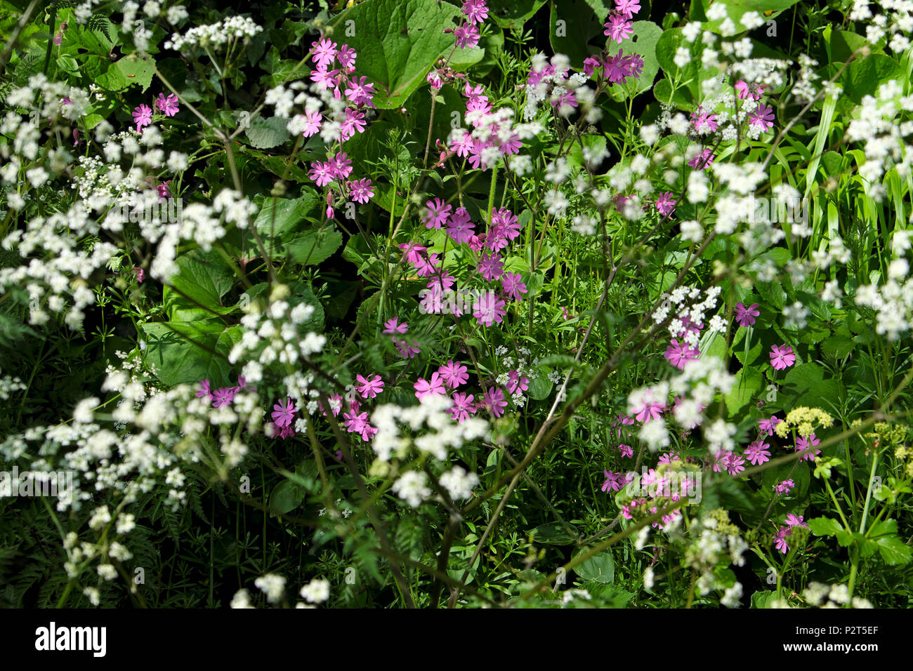 Wildflowers growing on roadside hi-res stock photography and images - Alamy