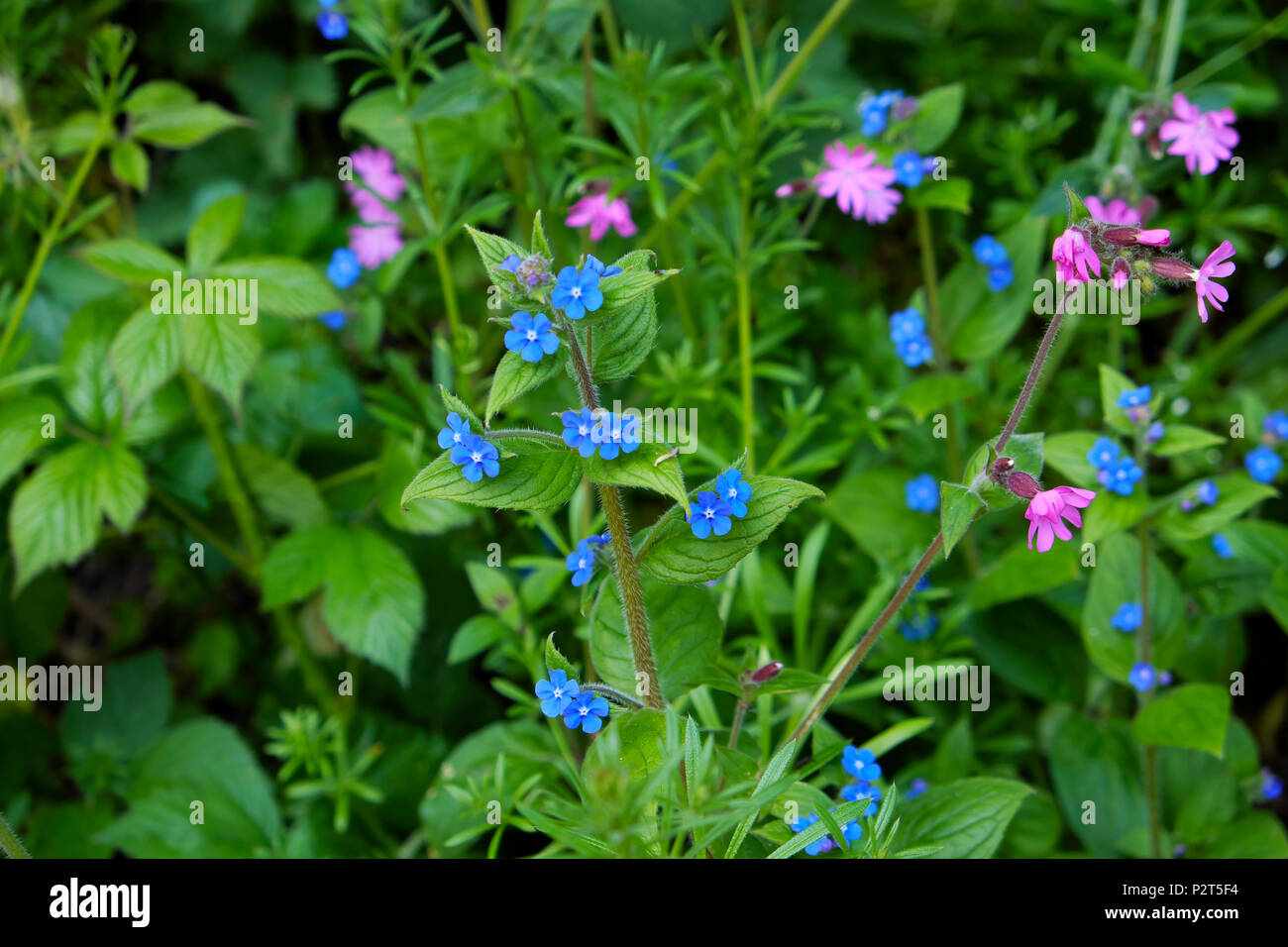 Green alkanet with small blue flowers in bloom in spring growing with red campion flower and goosegrass Marloes Pembrokeshire Wales UK  KATHY DEWITT Stock Photo