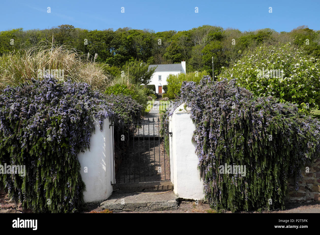 Trailing rosemary herb plant growing on a garden wall by iron gate outside a traditional Welsh cottage in Dale, Pembrokeshire Wales UK KATHY DEWITT Stock Photo