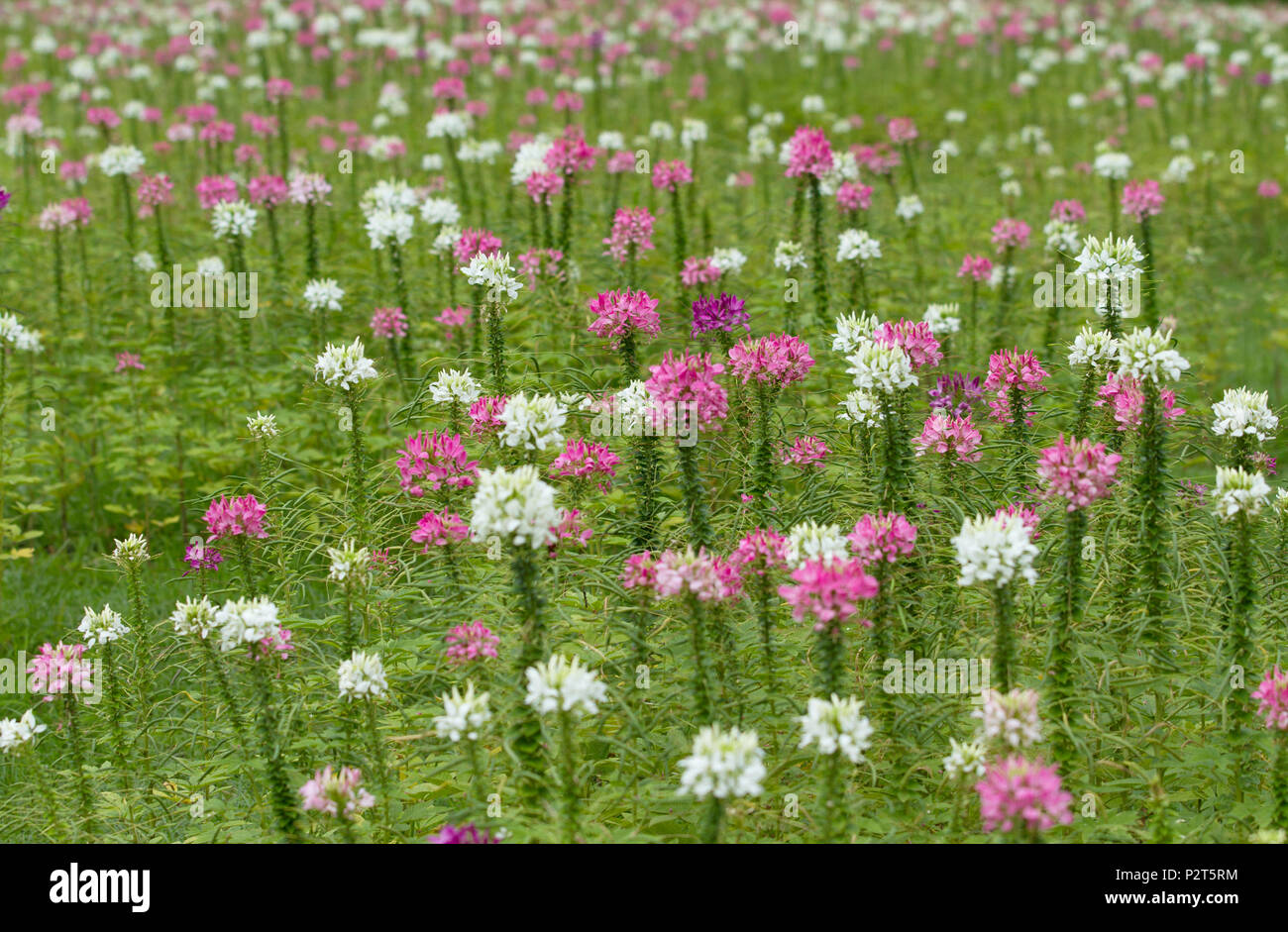 Spider flower field Stock Photo