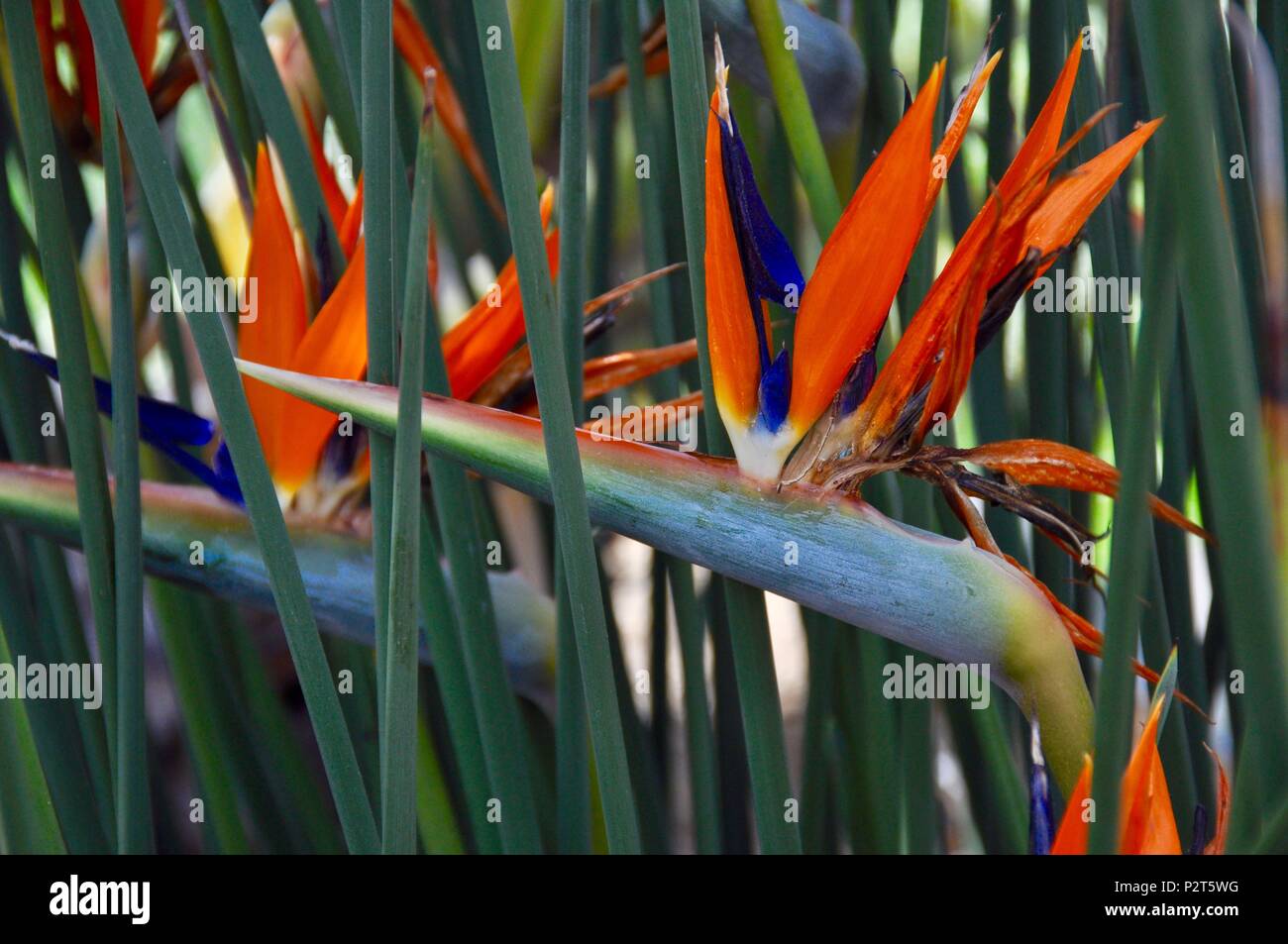 Bird of paradise flower/ Strelitzia Stock Photo