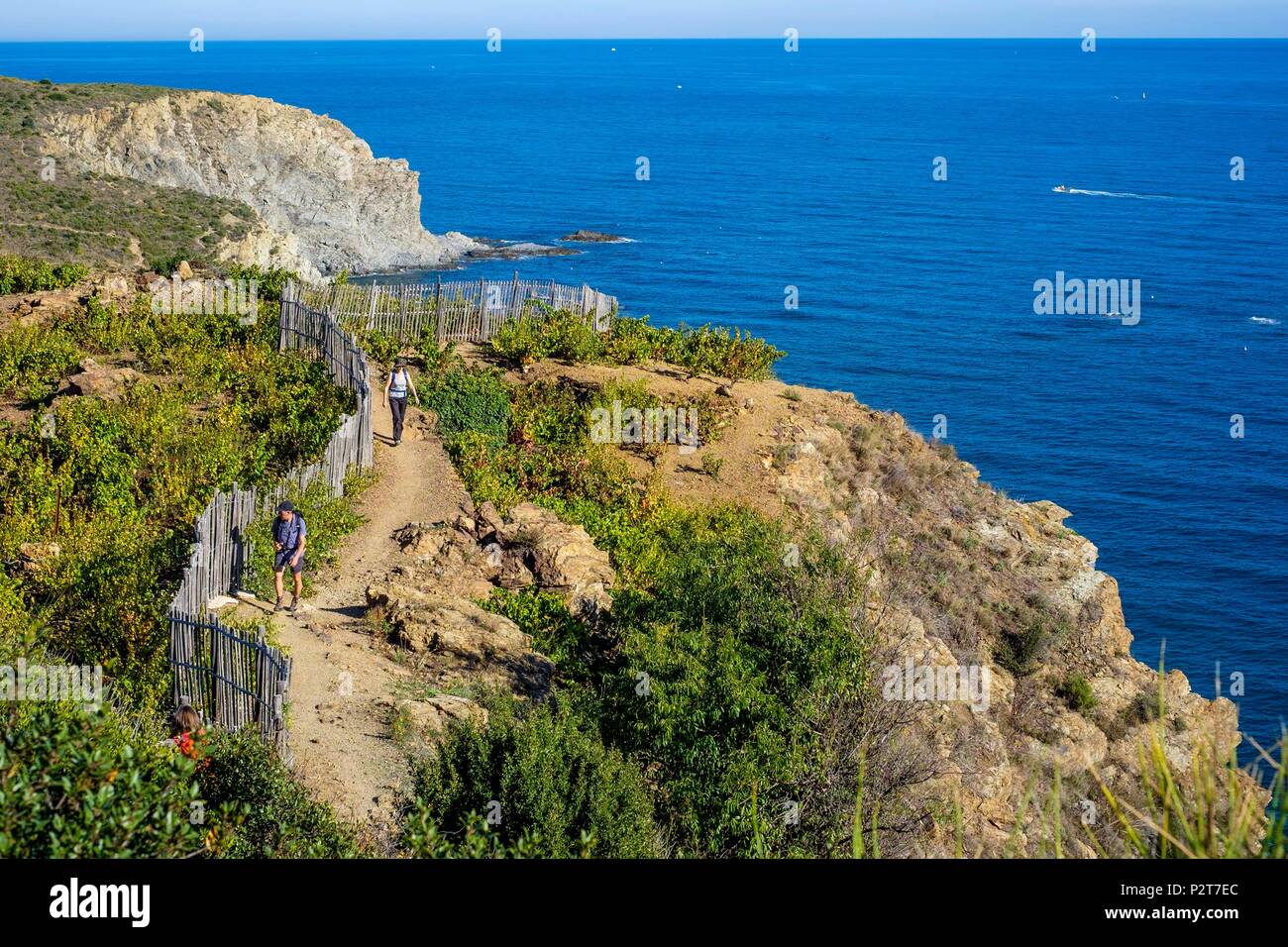 France, Pyrenees Orientales, Cote Vermeille, hiking from Banyuls sur Mer to Cerbere on the coastal path, Cap de l'Abeille Stock Photo